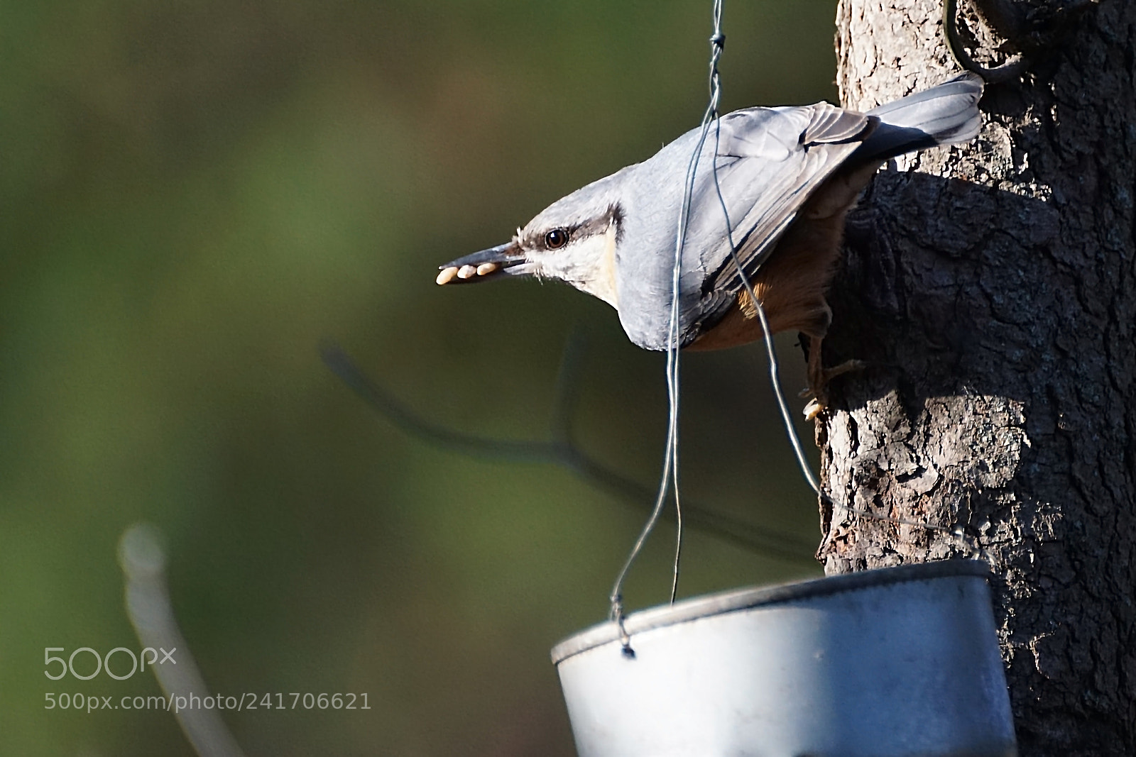 Sony ILCA-77M2 sample photo. Nuthatch - sitta europaea photography