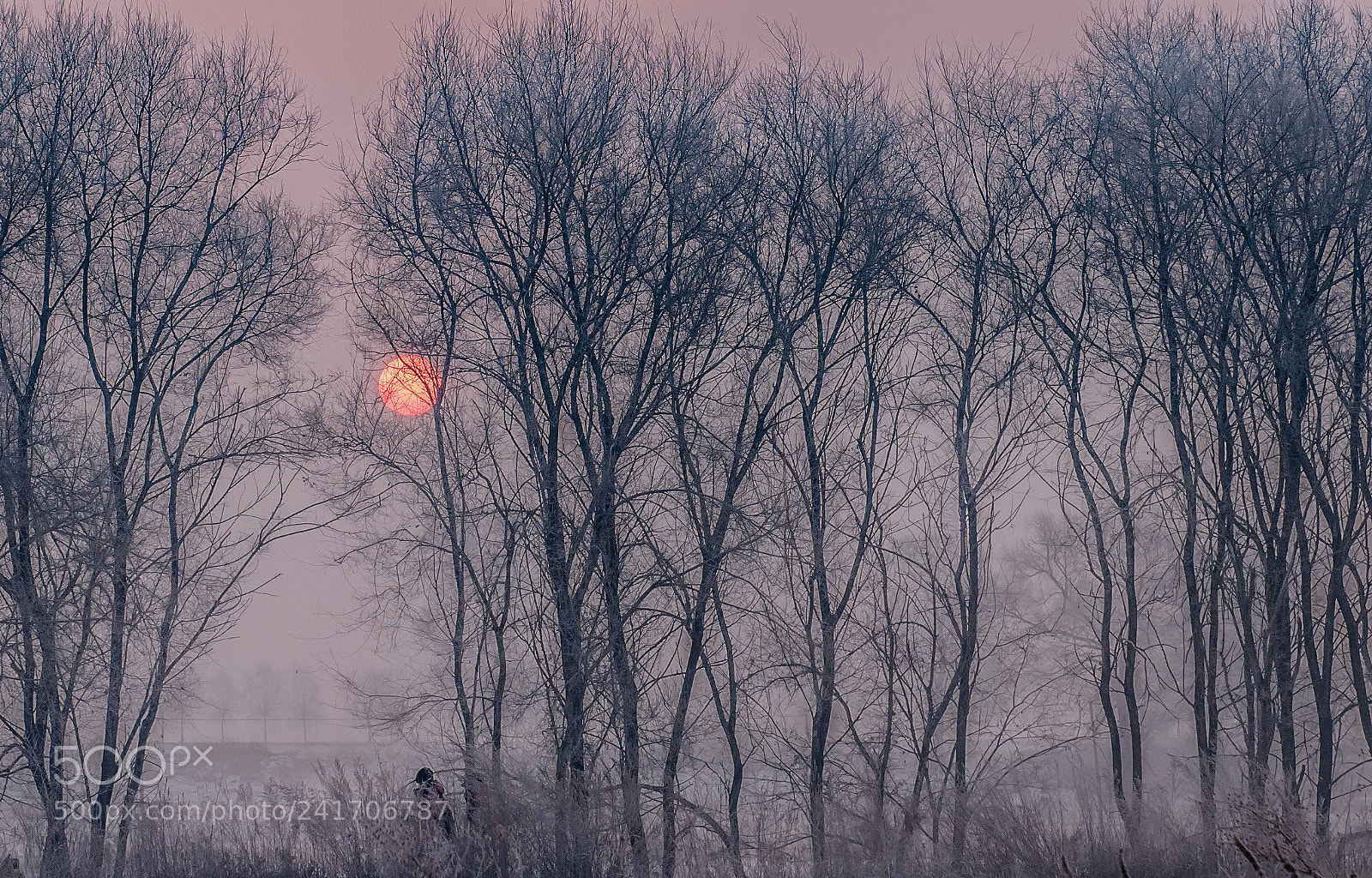 Nikon D810 sample photo. 雾凇岛 photography