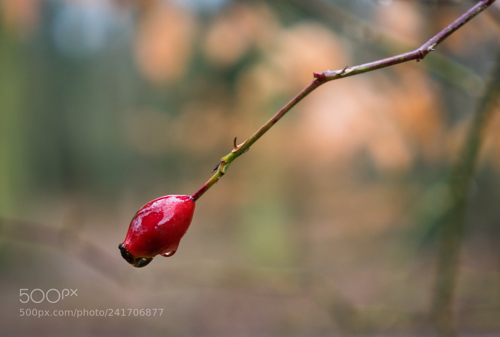 Sony a7 II sample photo. Rosehip photography