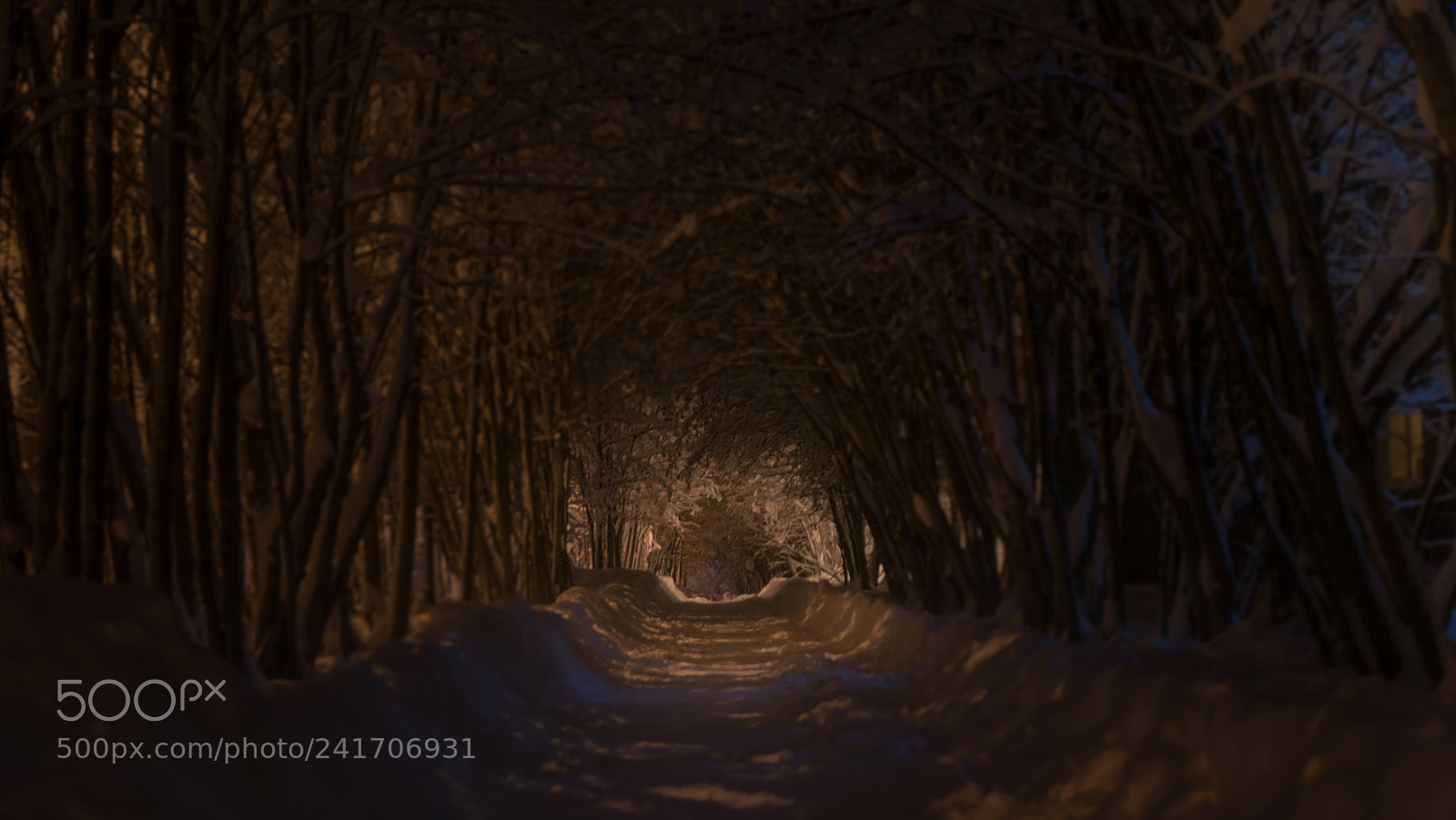 Sony Alpha NEX-6 sample photo. Polar night alley photography