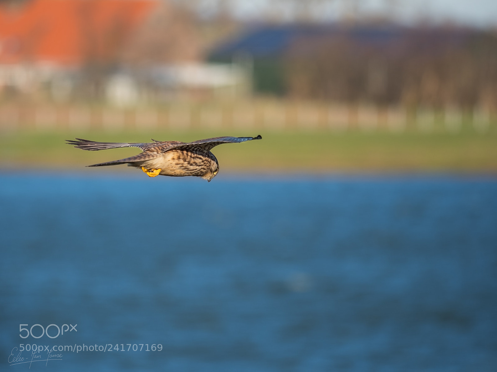 Olympus OM-D E-M1 Mark II sample photo. Hunting kestrel photography