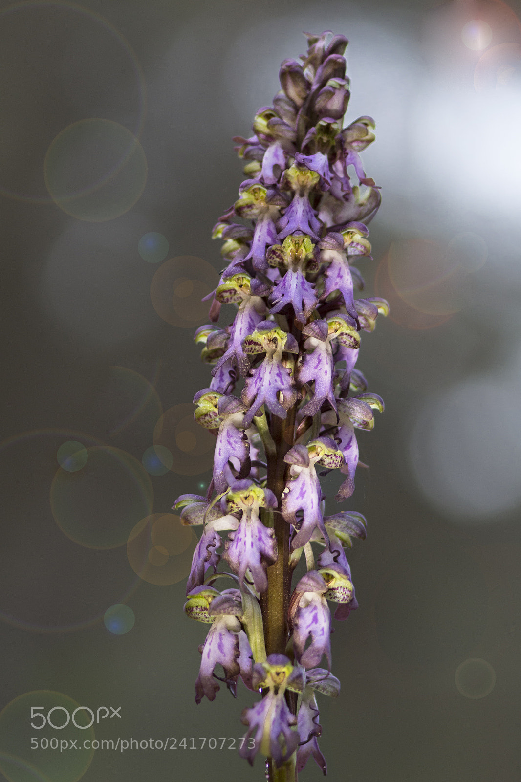 Nikon D7200 sample photo. Orquídea, barlia robertiana photography