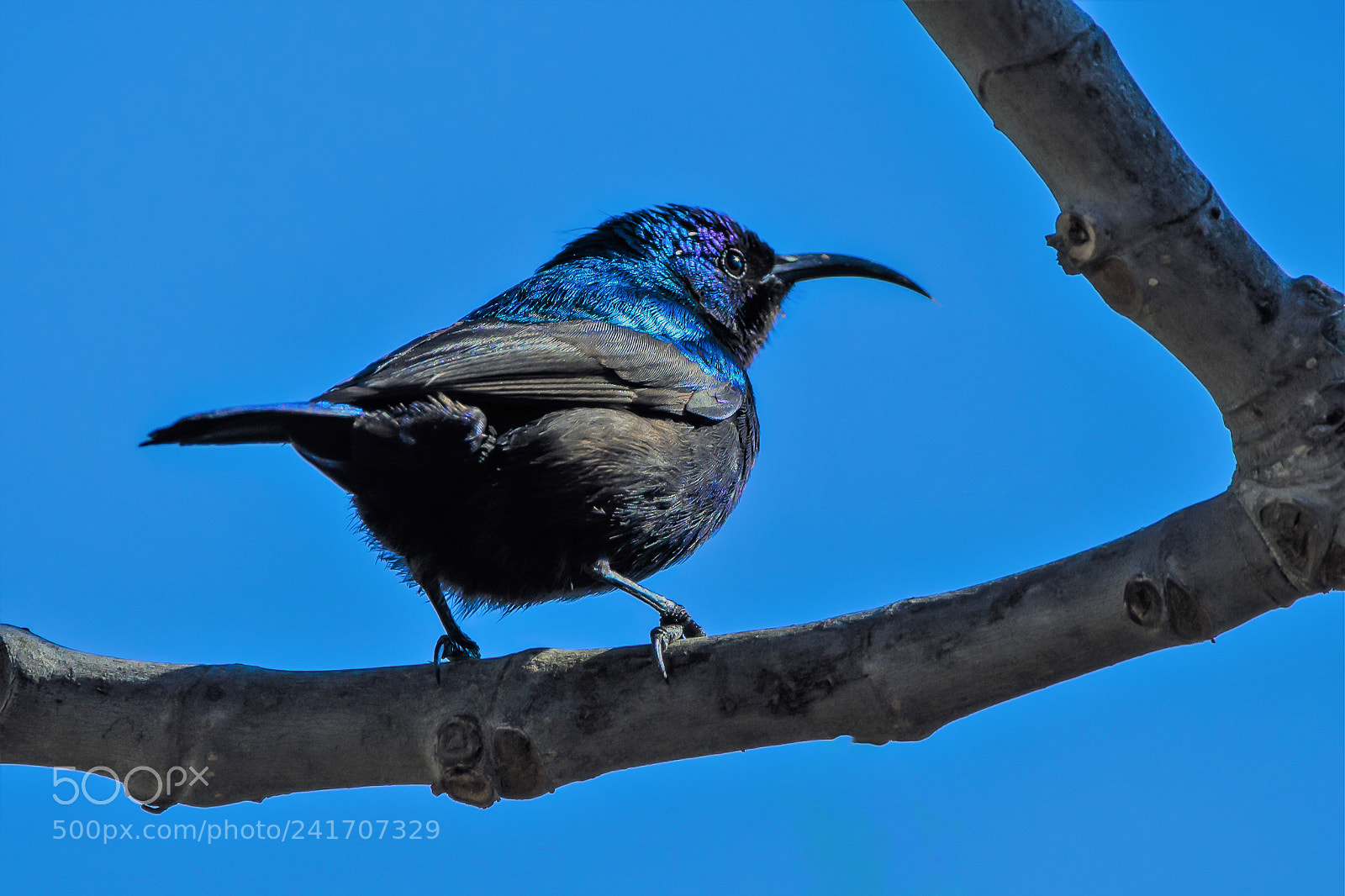 Nikon D500 sample photo. Sunbird photography