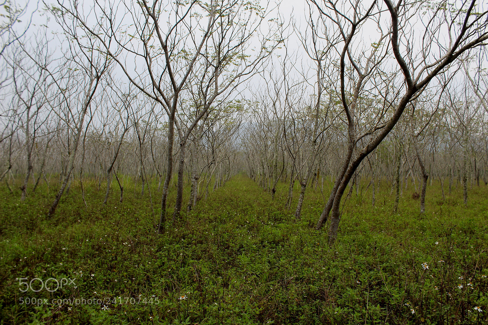 Canon EOS 1300D (EOS Rebel T6 / EOS Kiss X80) sample photo. Misty trees photography