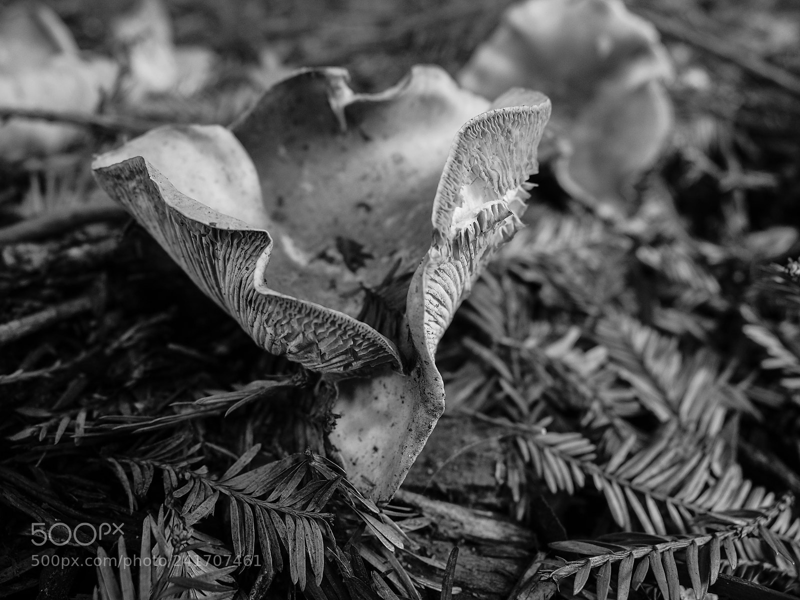 Olympus OM-D E-M5 II sample photo. 'shroom photography