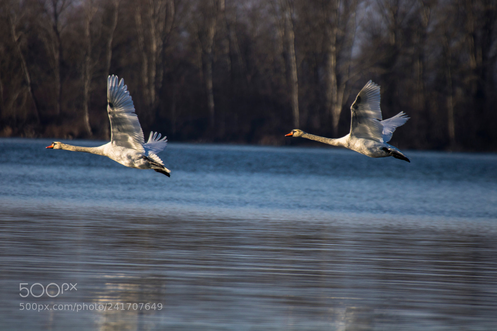Canon EOS 750D (EOS Rebel T6i / EOS Kiss X8i) sample photo. Swan photography