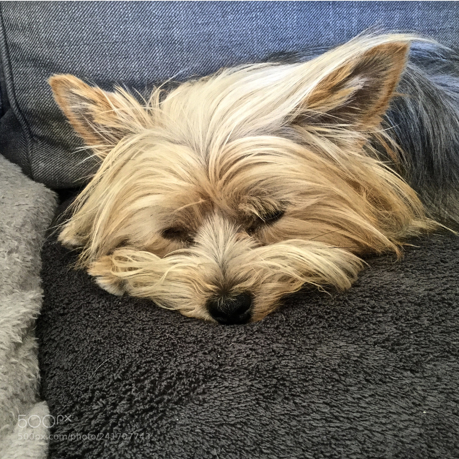 Apple iPad Air 2 sample photo. Milly, our yorkie photography