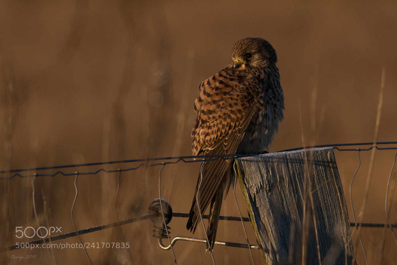 Nikon D500 sample photo. Kestrel photography