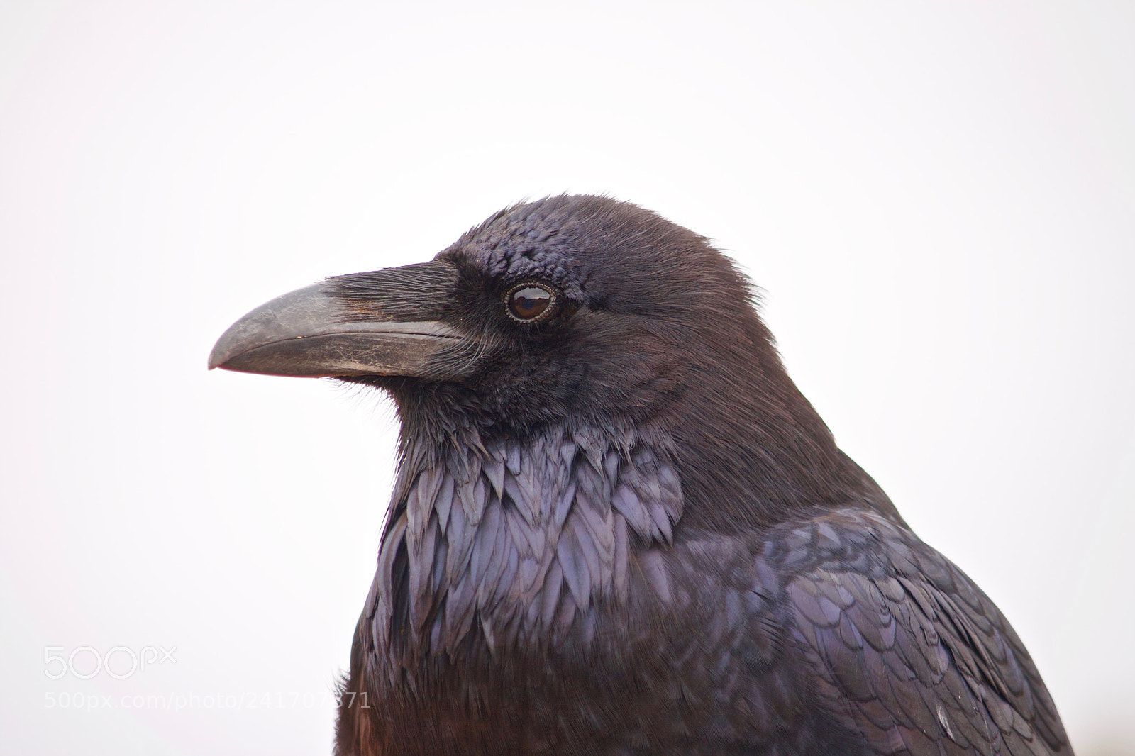 Canon EOS 400D (EOS Digital Rebel XTi / EOS Kiss Digital X) sample photo. Portrait of a raven photography