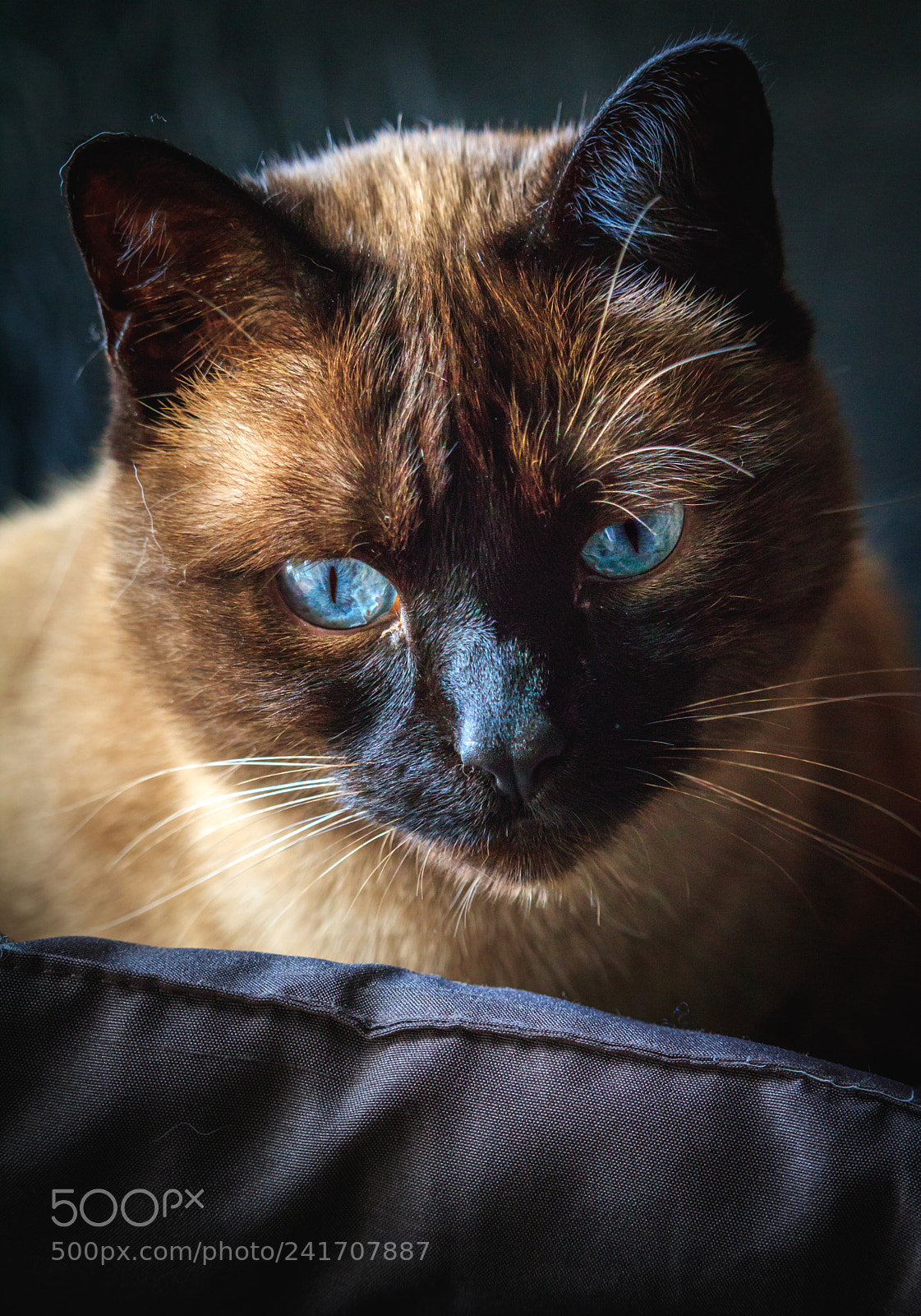 Canon EOS 760D (EOS Rebel T6s / EOS 8000D) sample photo. Mia photography