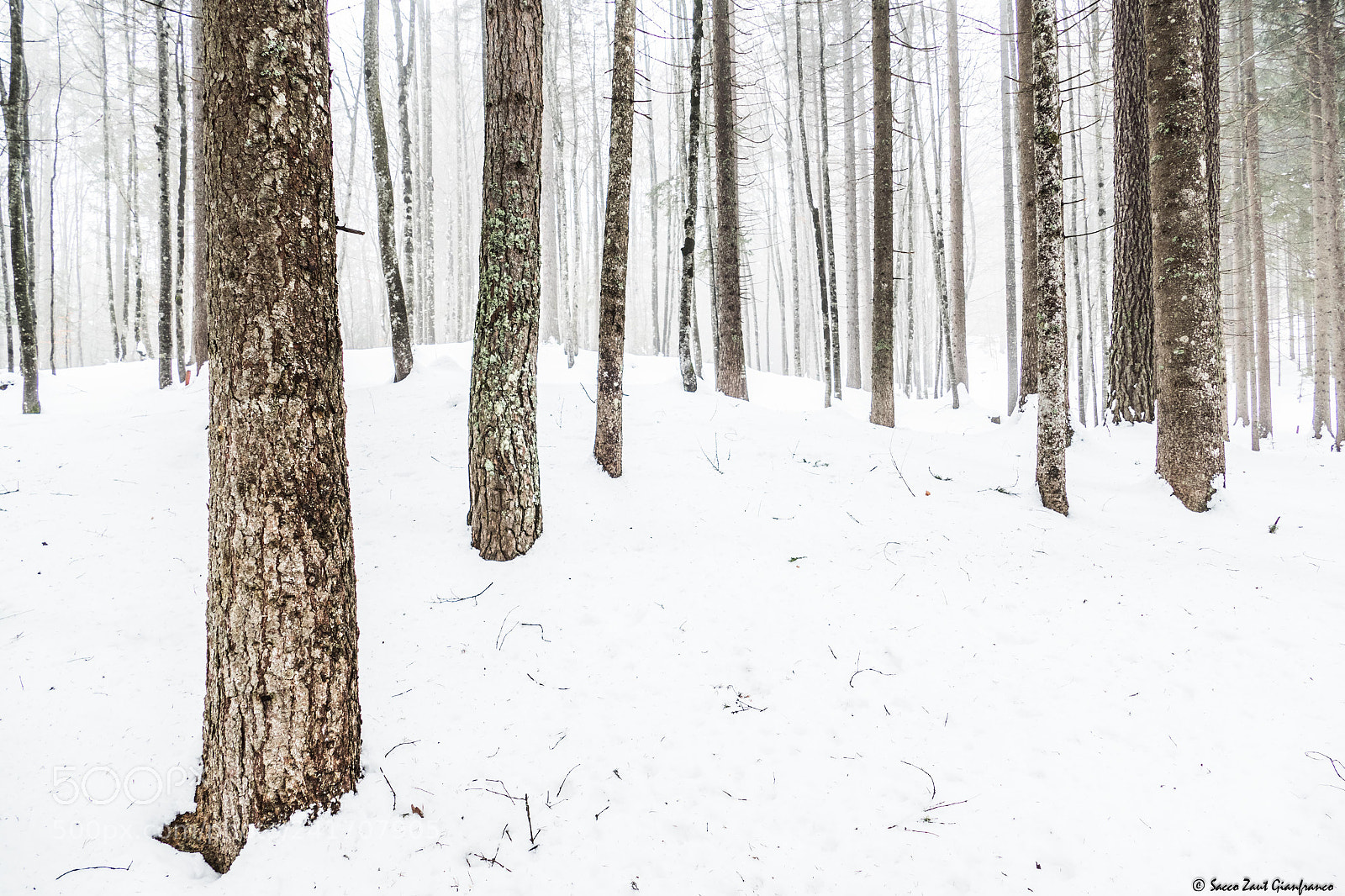 Leica V-Lux (Typ 114) sample photo. Foggy forest photography