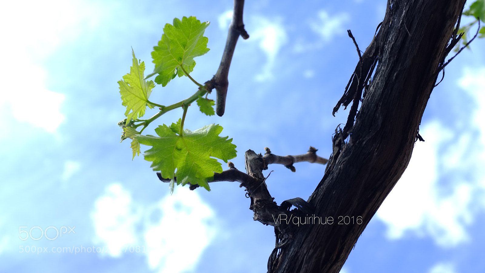 Fujifilm FinePix X100 sample photo. 31601812095.jpg photography