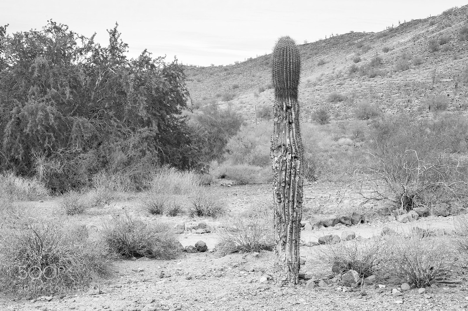 Nikon D700 sample photo. Old cactus photography