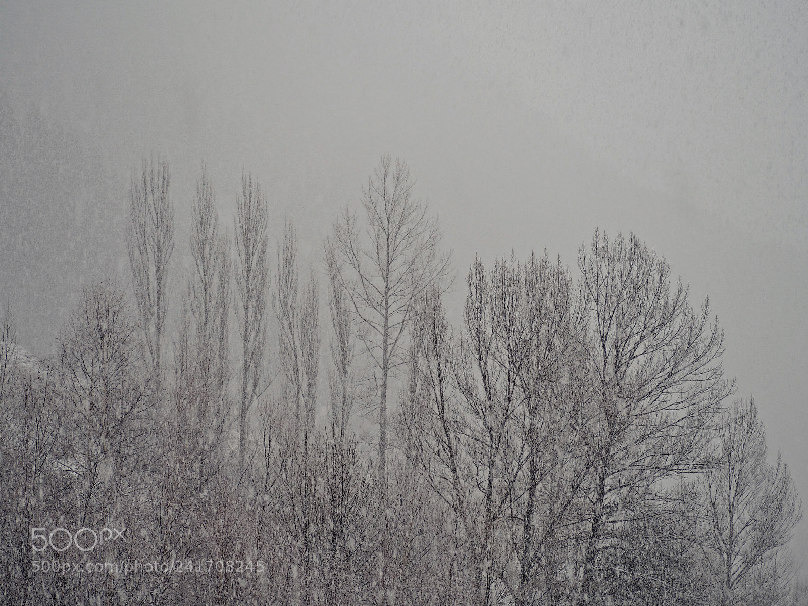 Olympus OM-D E-M10 III sample photo. Snow storm photography