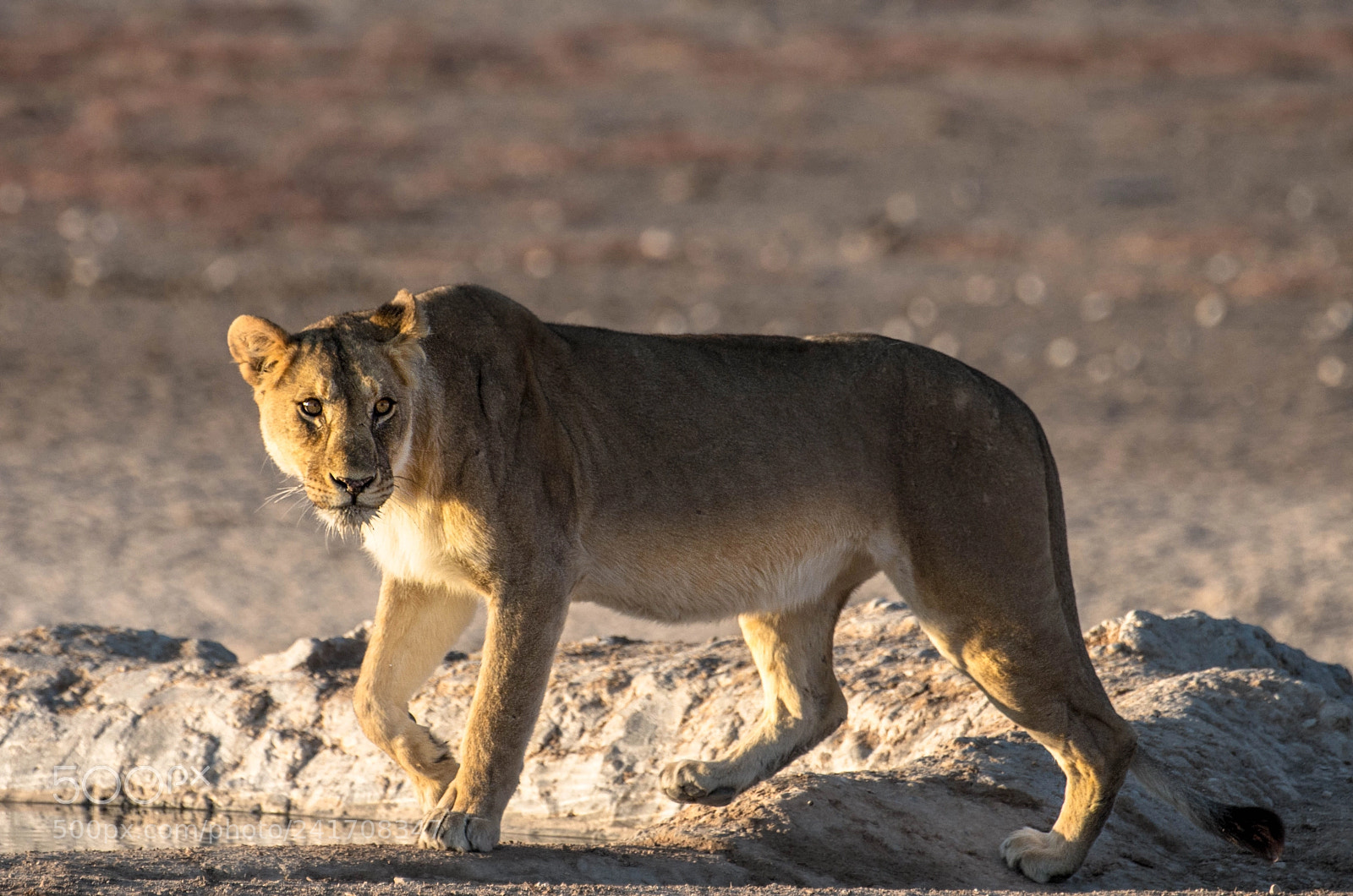 Pentax K-5 II sample photo. Lioness photography