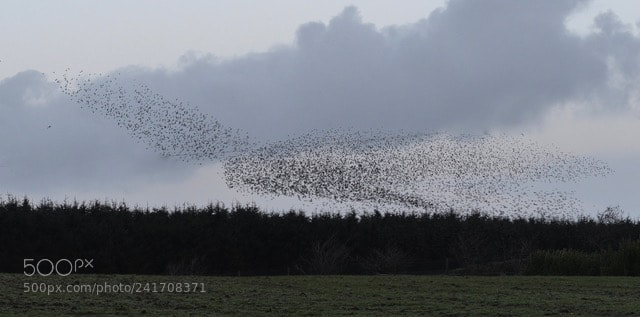 Nikon D800 sample photo. Murmuration photography