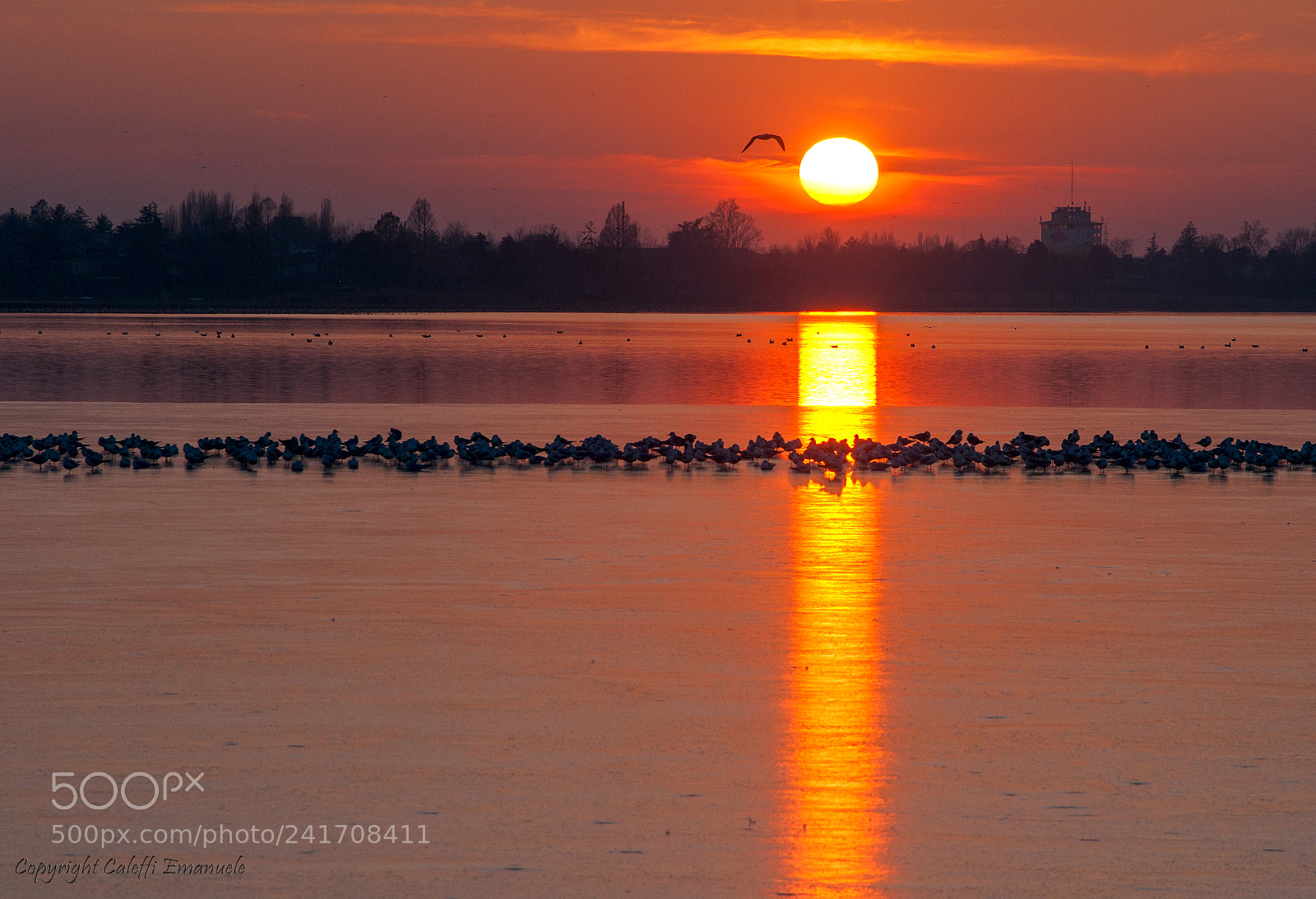 Nikon D5000 sample photo. Tramonto uccelli lago mn photography