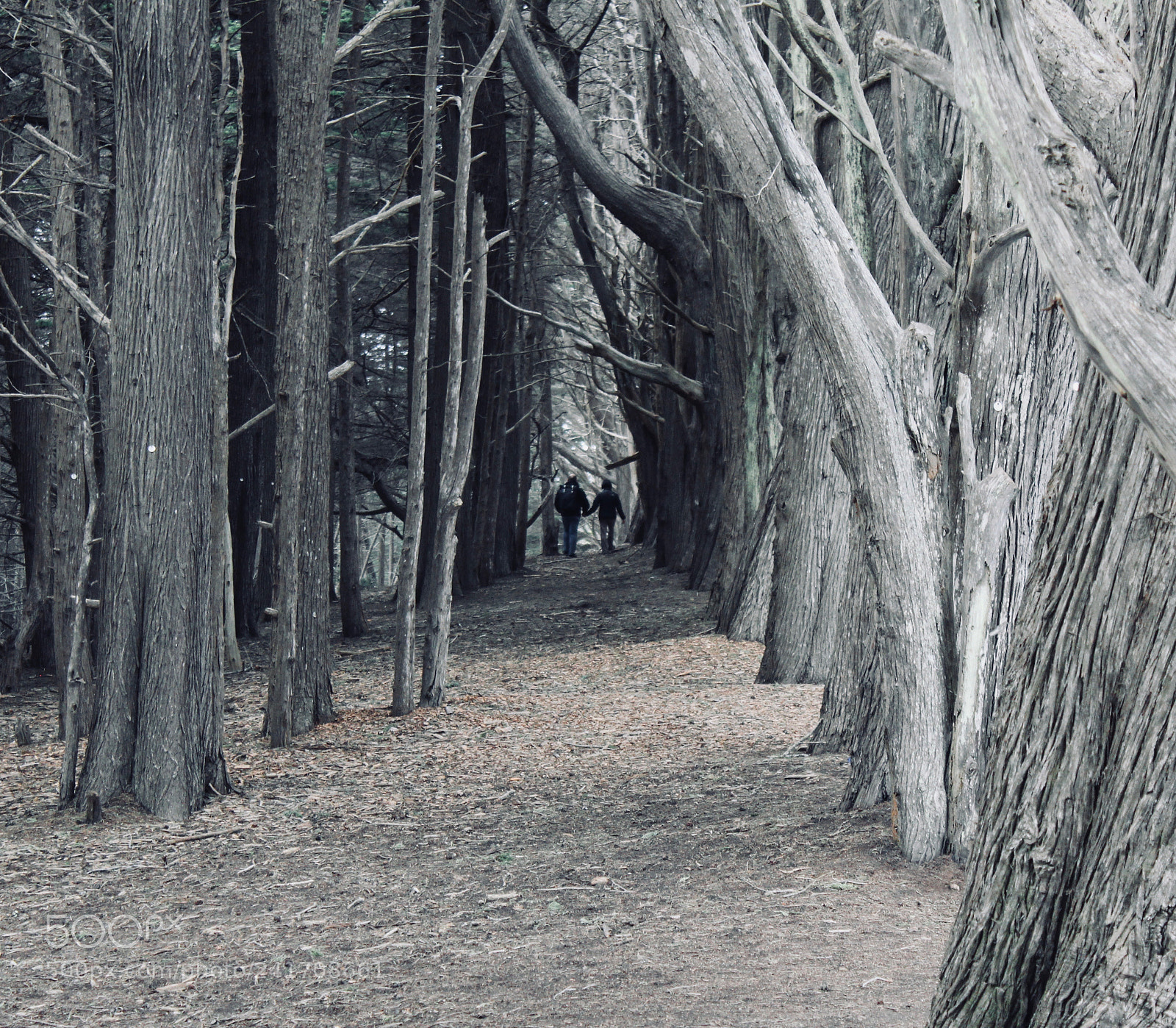 Canon EOS 600D (Rebel EOS T3i / EOS Kiss X5) sample photo. Parents in the trees photography