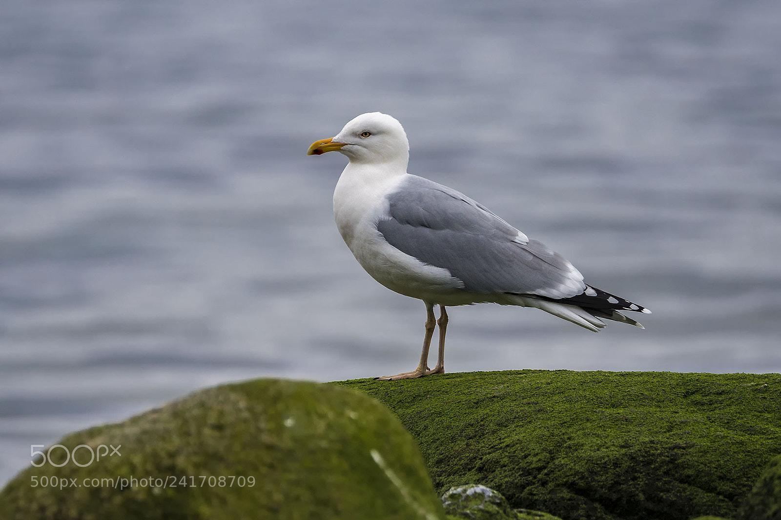 Sony ILCA-77M2 sample photo. European herring gull photography
