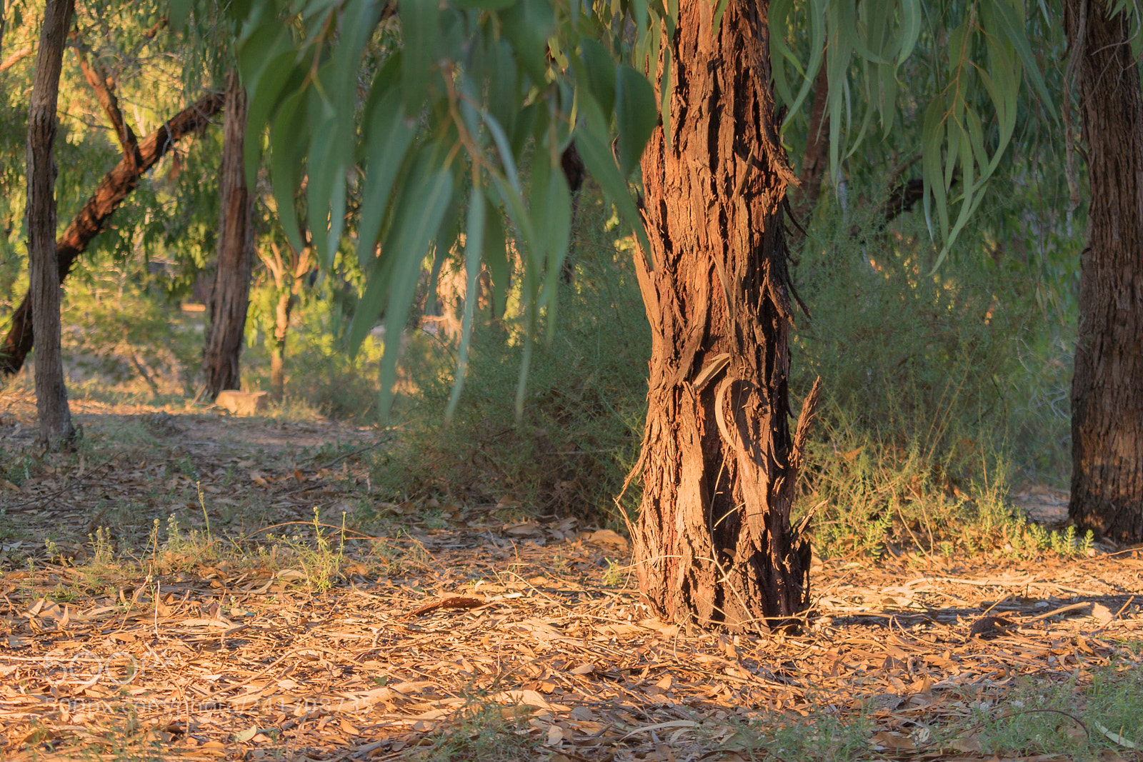 Nikon D5600 sample photo. Tree trunk in a photography