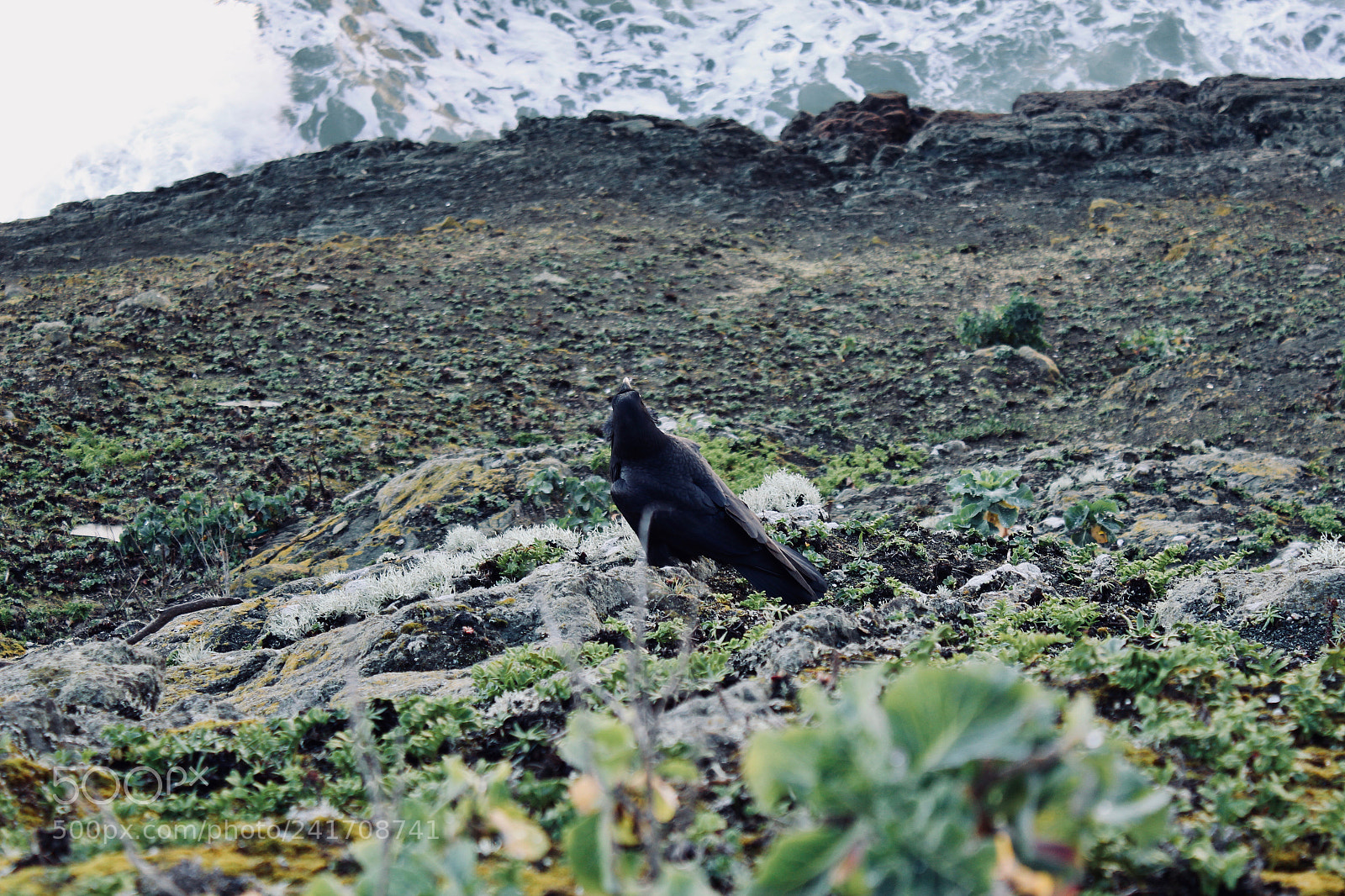 Canon EOS 600D (Rebel EOS T3i / EOS Kiss X5) sample photo. Crow photography