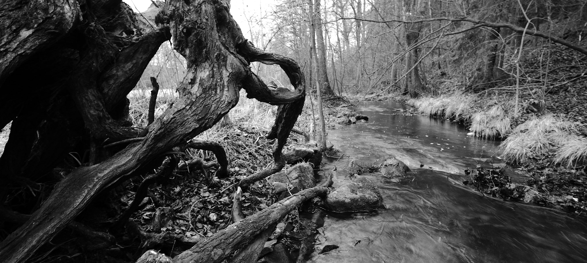Canon EOS 550D (EOS Rebel T2i / EOS Kiss X4) sample photo. In the forest... photography