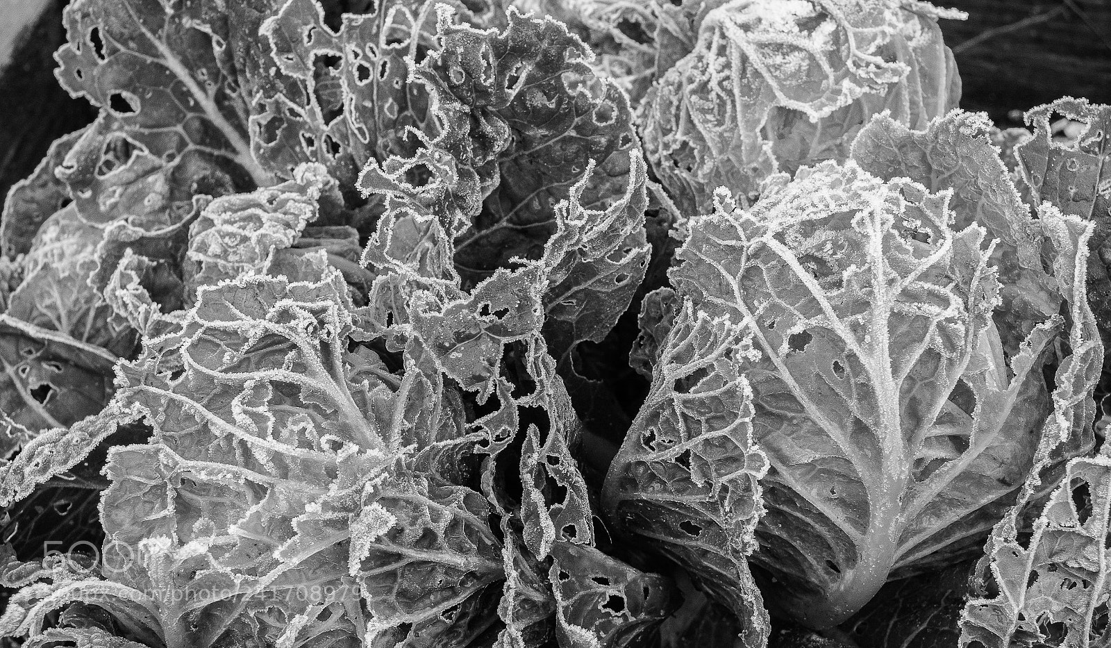 Nikon D7100 sample photo. Cabbage frost photography