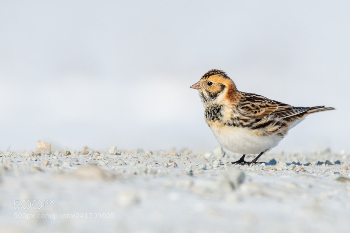 Nikon D500 sample photo. Lapland longspur photography