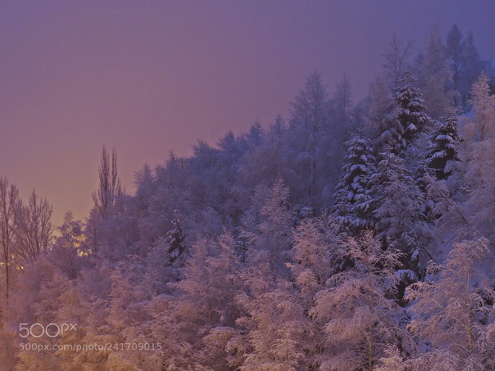 Olympus OM-D E-M10 III sample photo. Snow storm photography