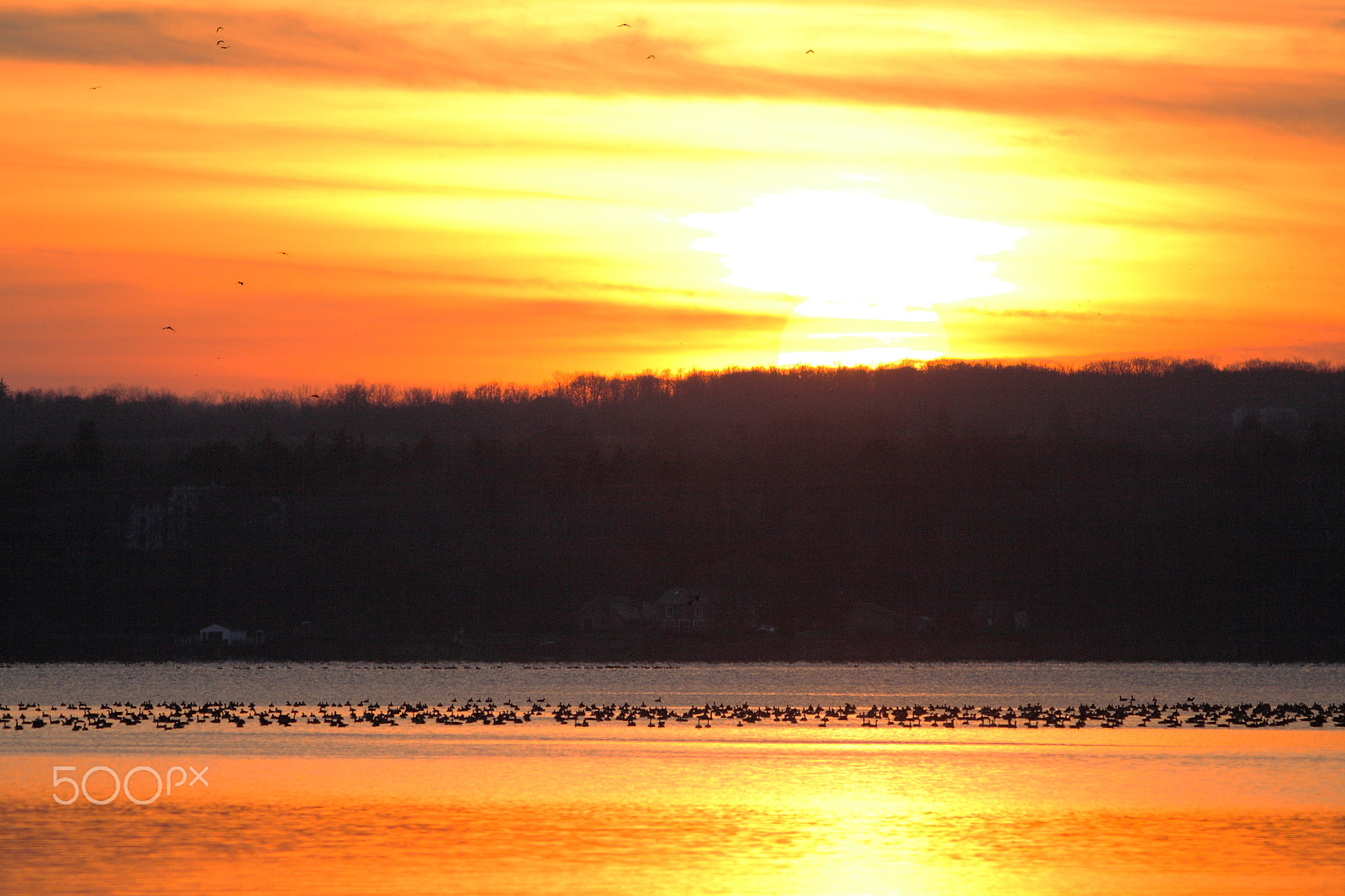 Canon EOS 400D (EOS Digital Rebel XTi / EOS Kiss Digital X) sample photo. Canada geese on seneca lake at sunset, geneva, ny photography