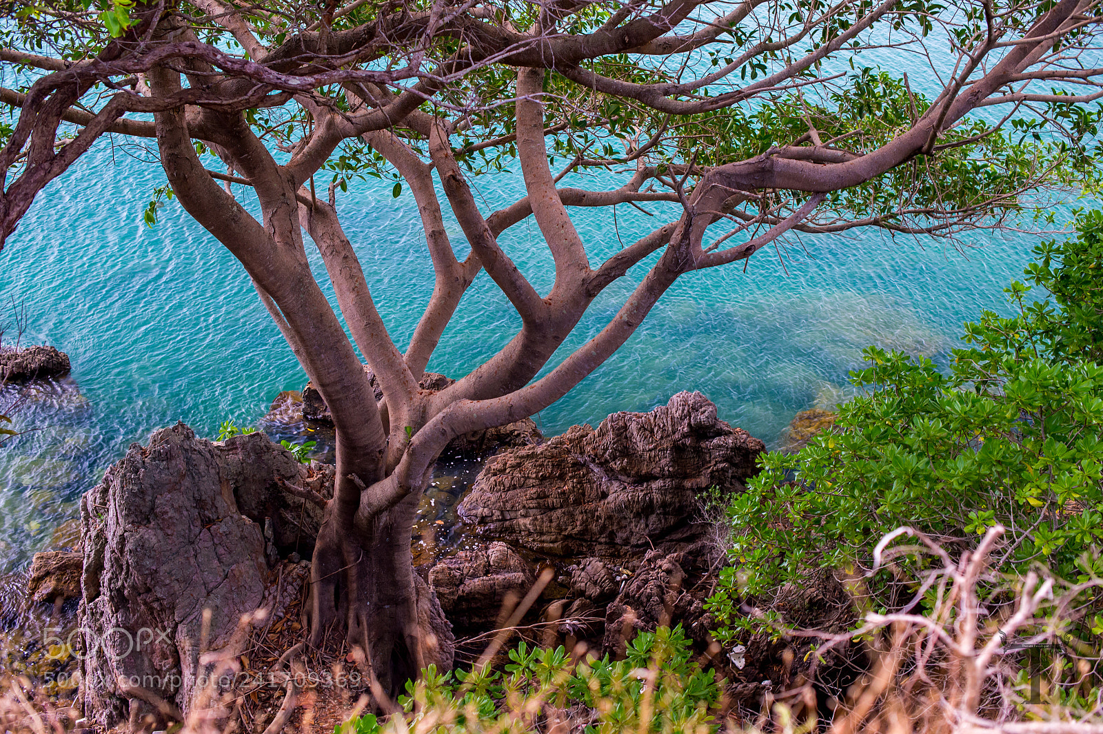 Nikon Df sample photo. Tree on rock beach photography