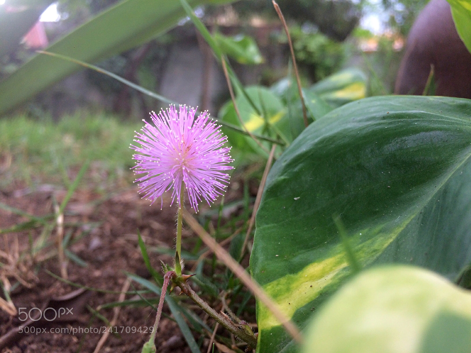 Apple iPhone 5s sample photo. « mori et vivi »!!! photography
