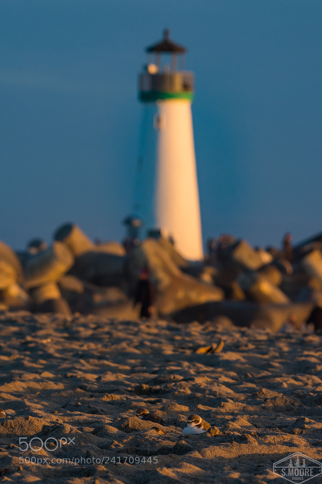 Nikon D7200 sample photo. Snowy plover lighthouse photography