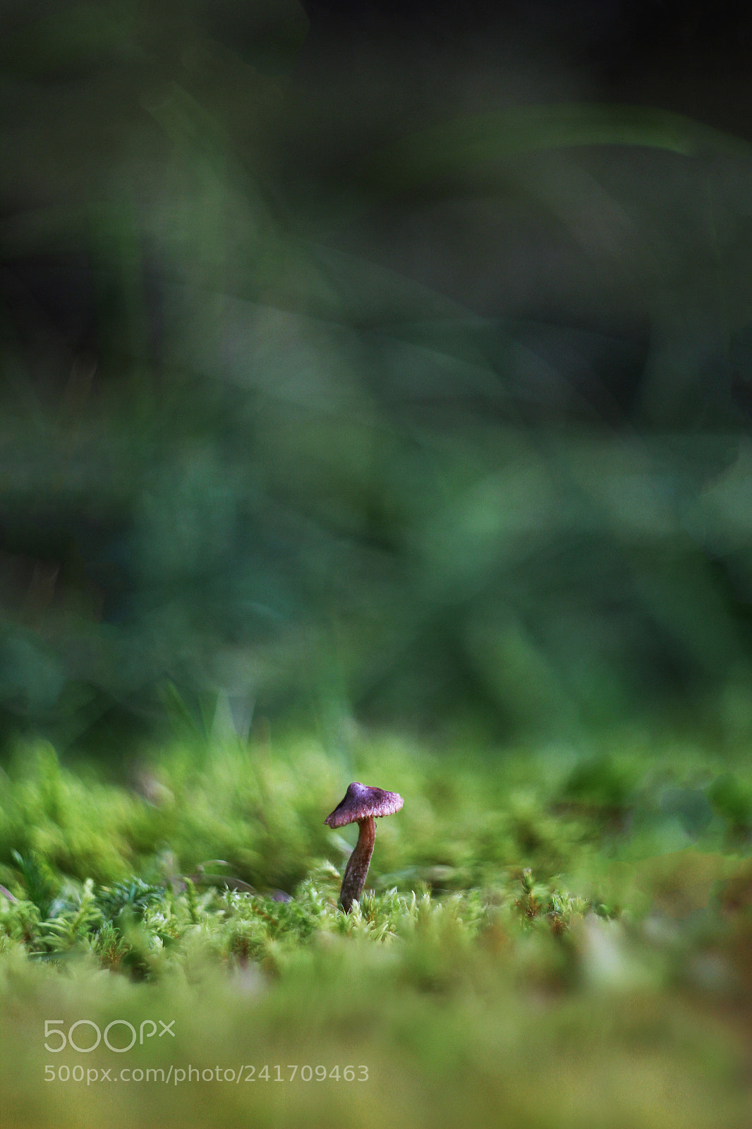 Canon EOS 550D (EOS Rebel T2i / EOS Kiss X4) sample photo. Mushroom photography