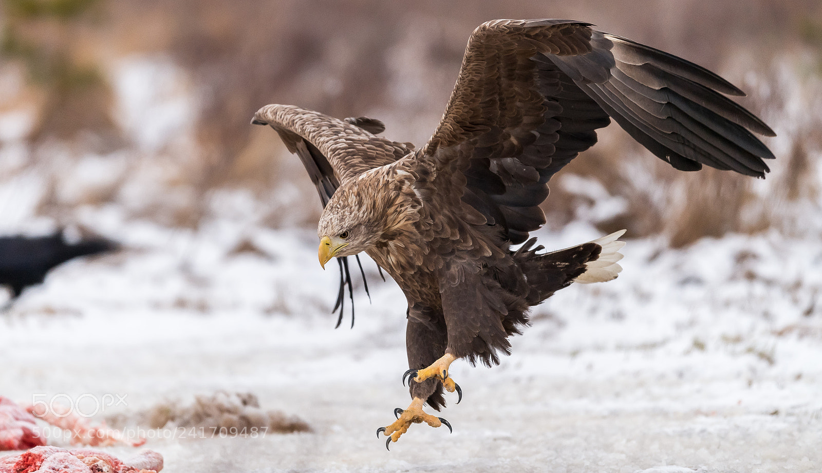 Nikon D5 sample photo. Sweden,gysinge photography