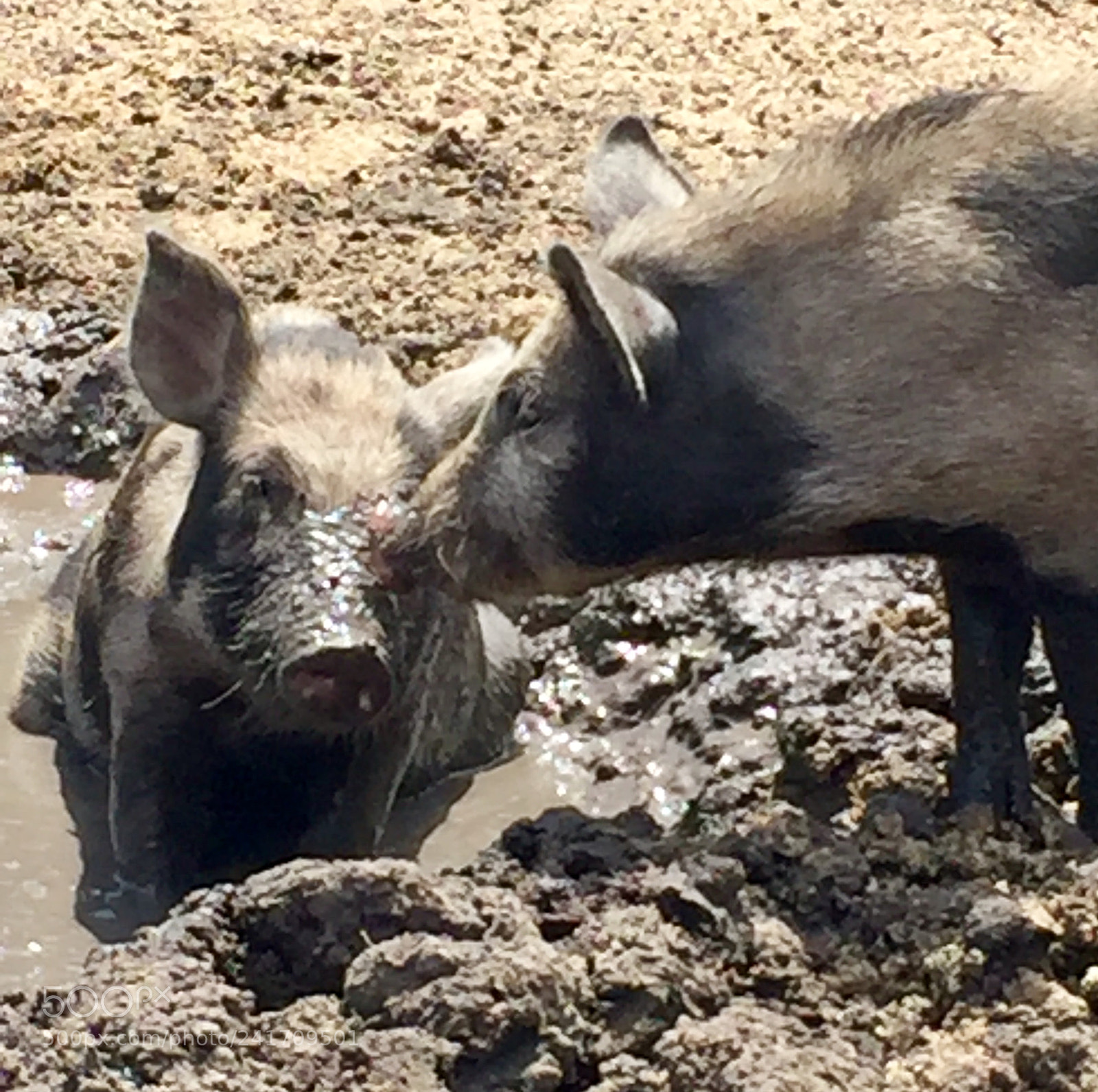 Apple iPhone 6 sample photo. Fun in the mud photography