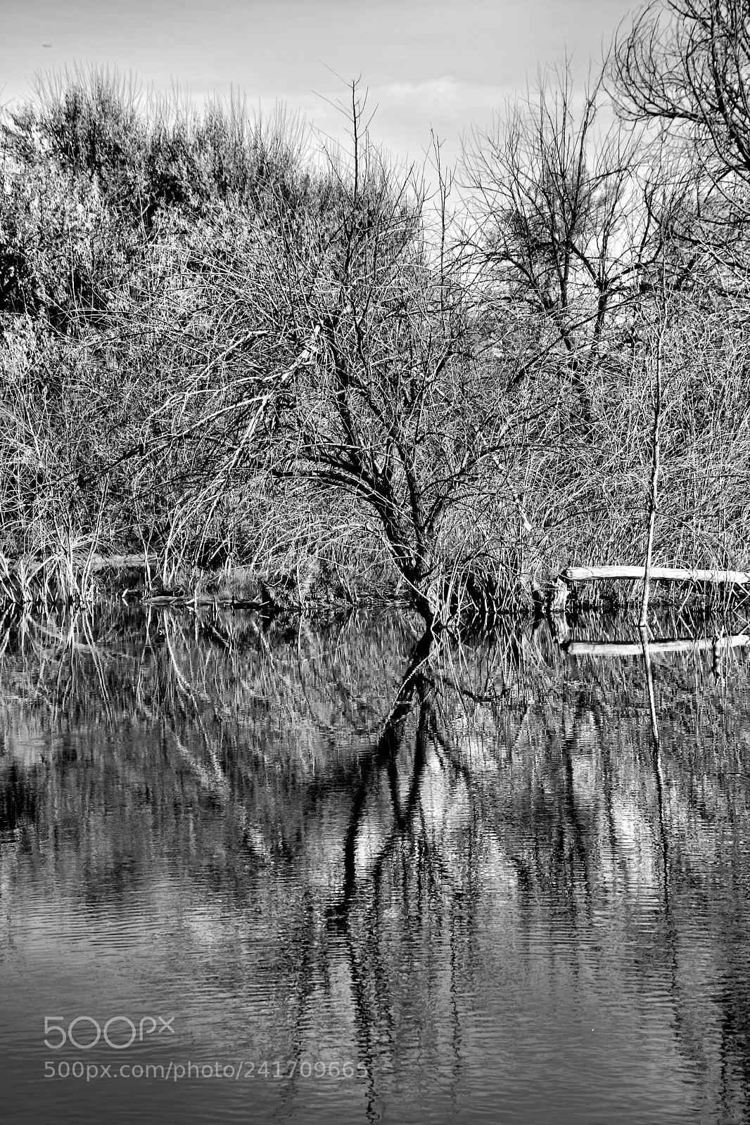 Nikon D7100 sample photo. Monochrome autumn reflections photography