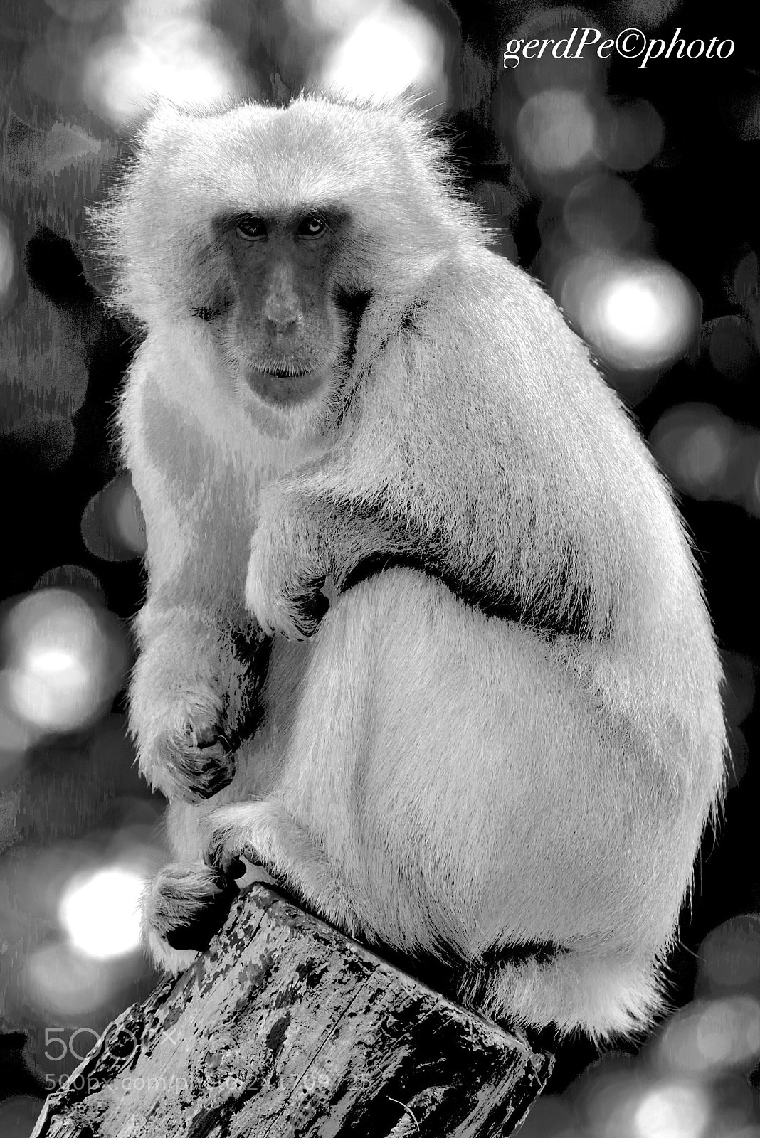 Pentax K-1 sample photo. Baboon watching you photography