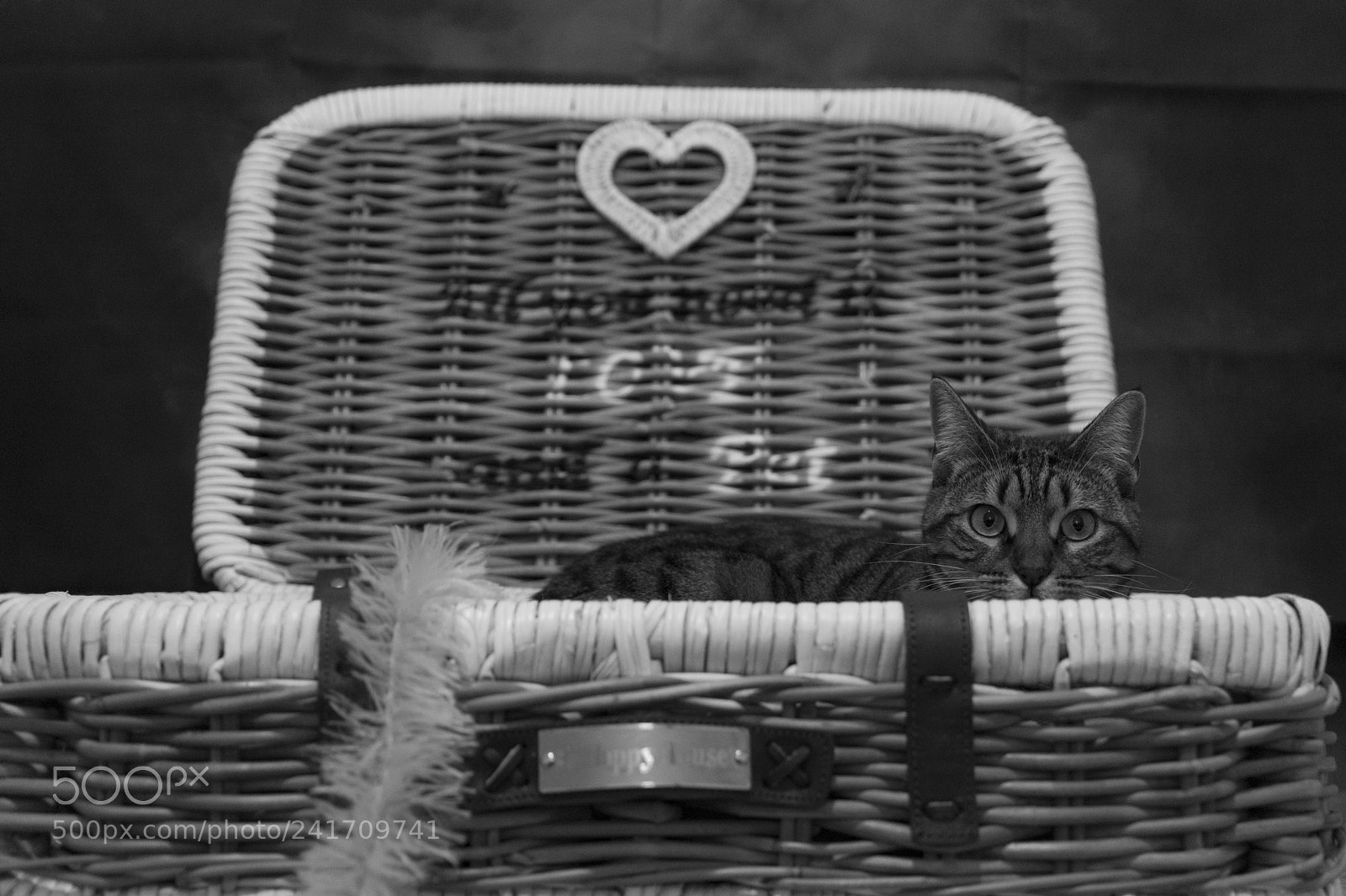 Sony a7 sample photo. Lola  in suitcase photography