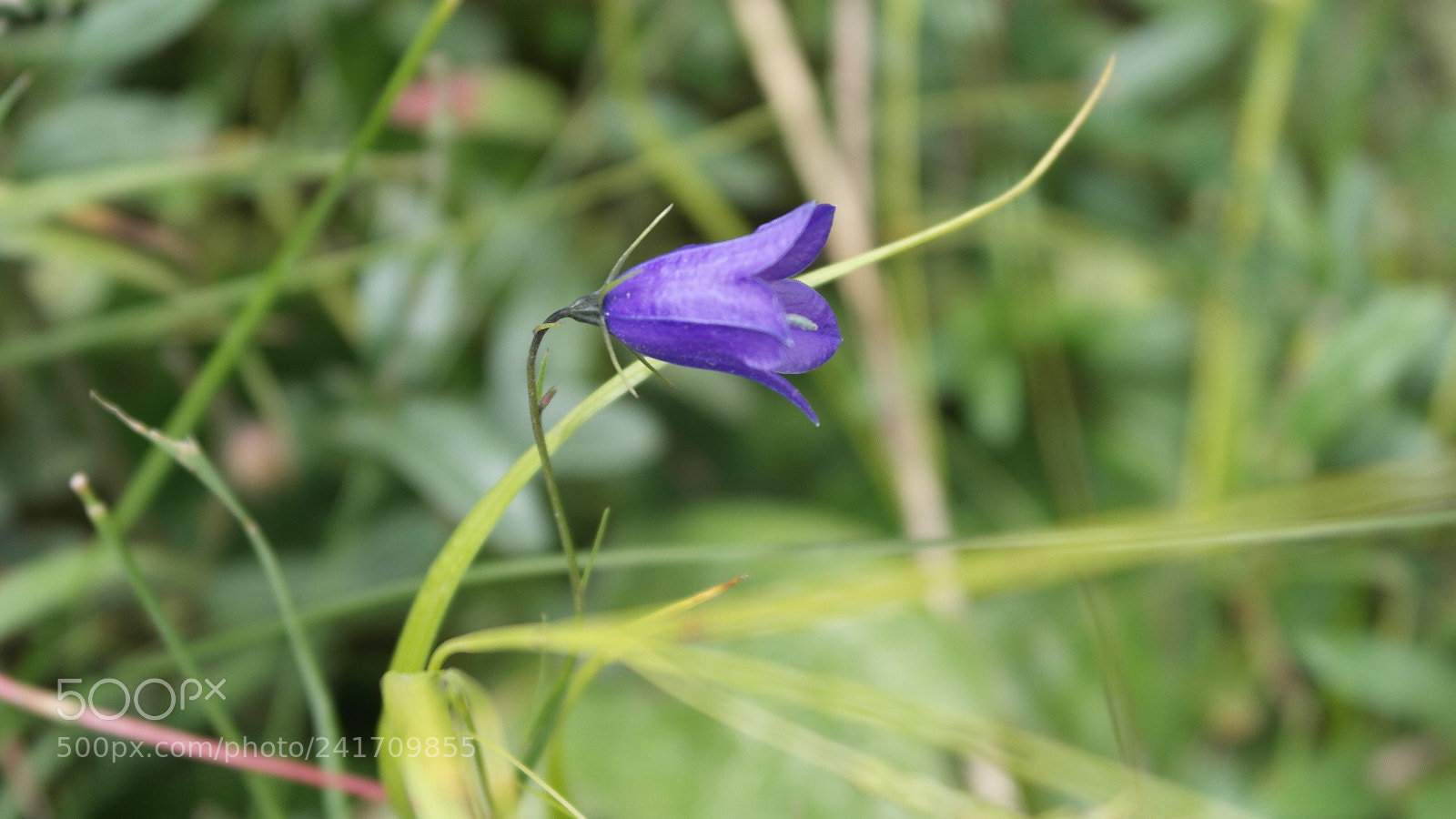 Samsung NX1000 sample photo. Untitled photography