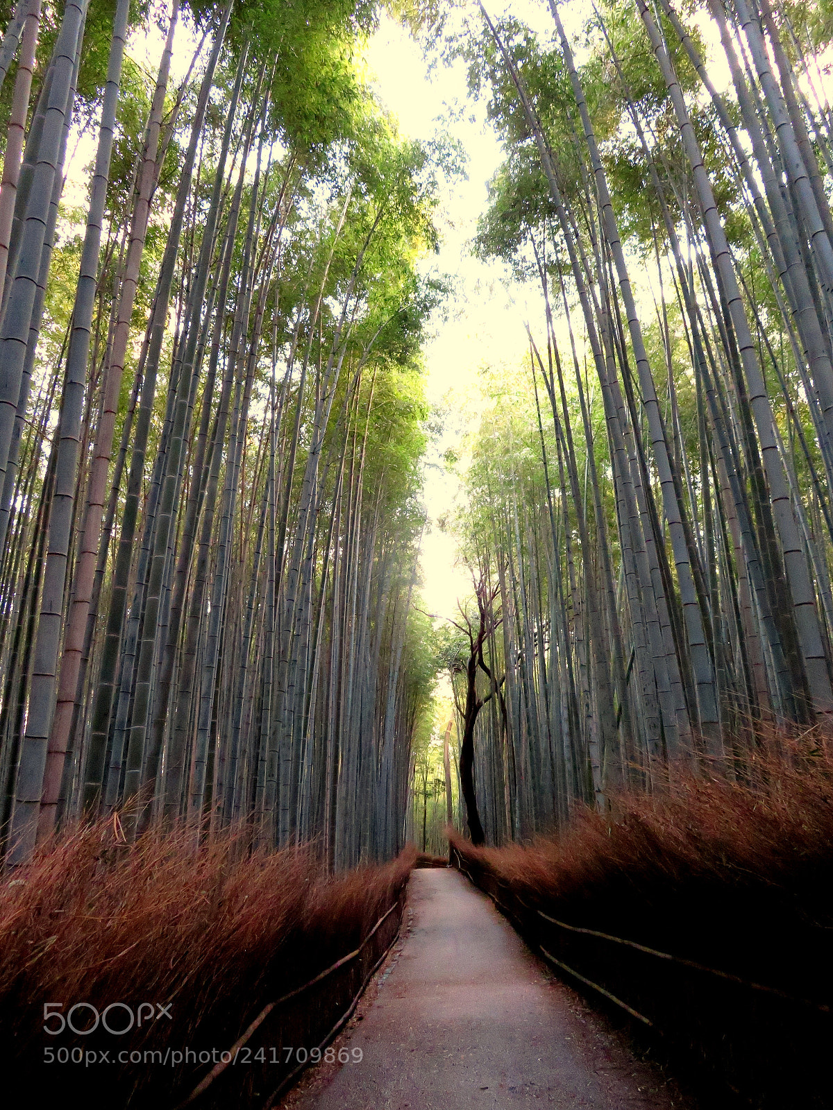 Canon PowerShot SX720 HS sample photo. Arashiyama bamboo grove photography