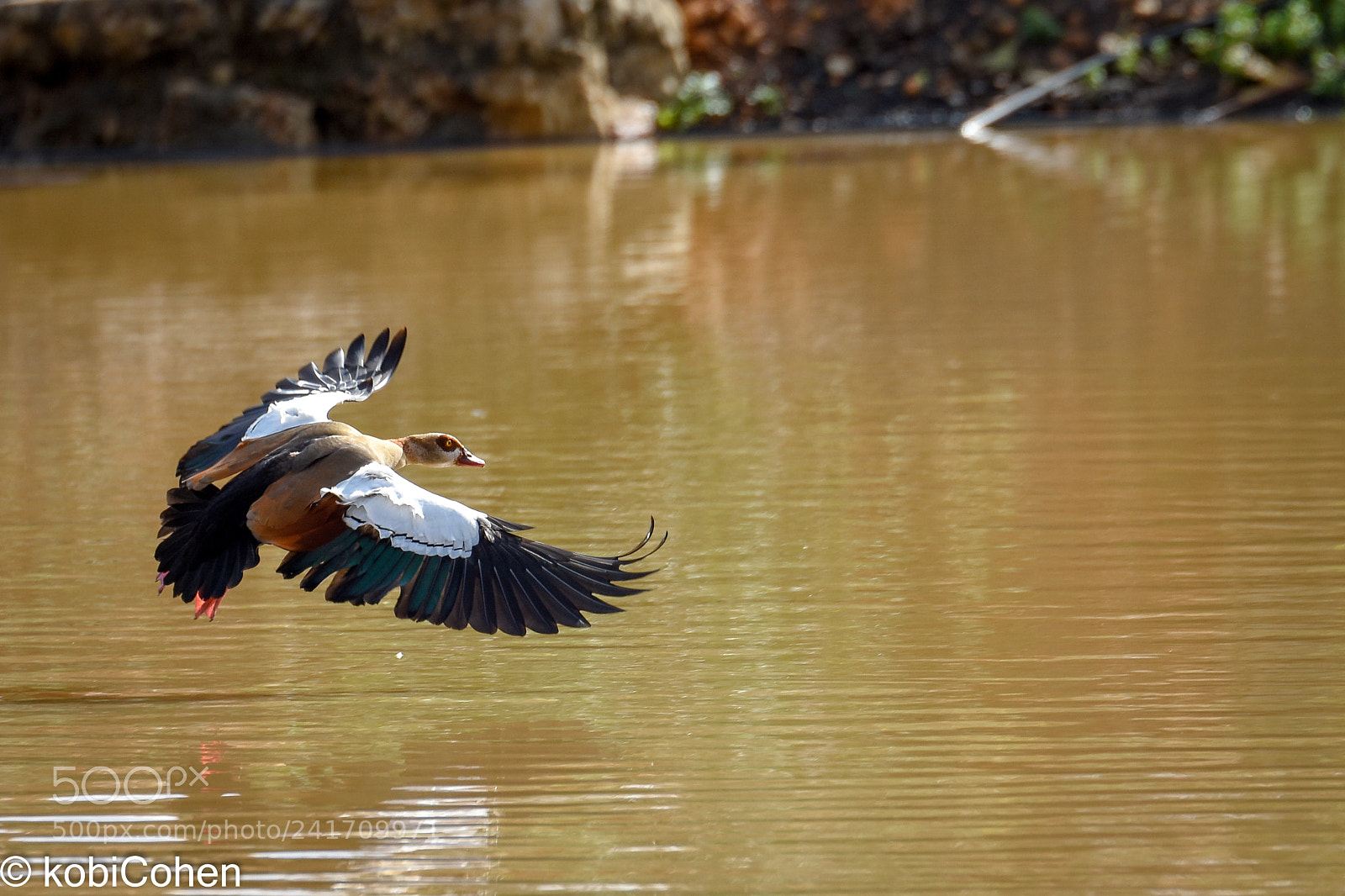 Nikon D5600 sample photo. Flying duck ii photography