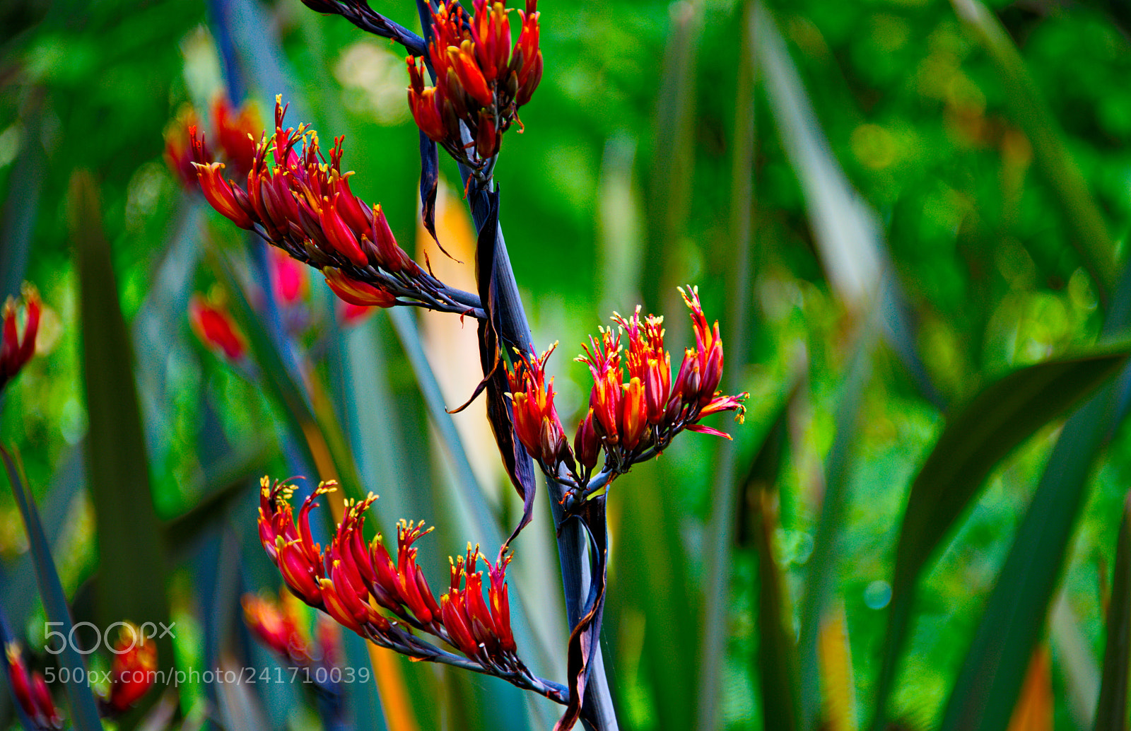 Nikon D800 sample photo. Natural harmony photography
