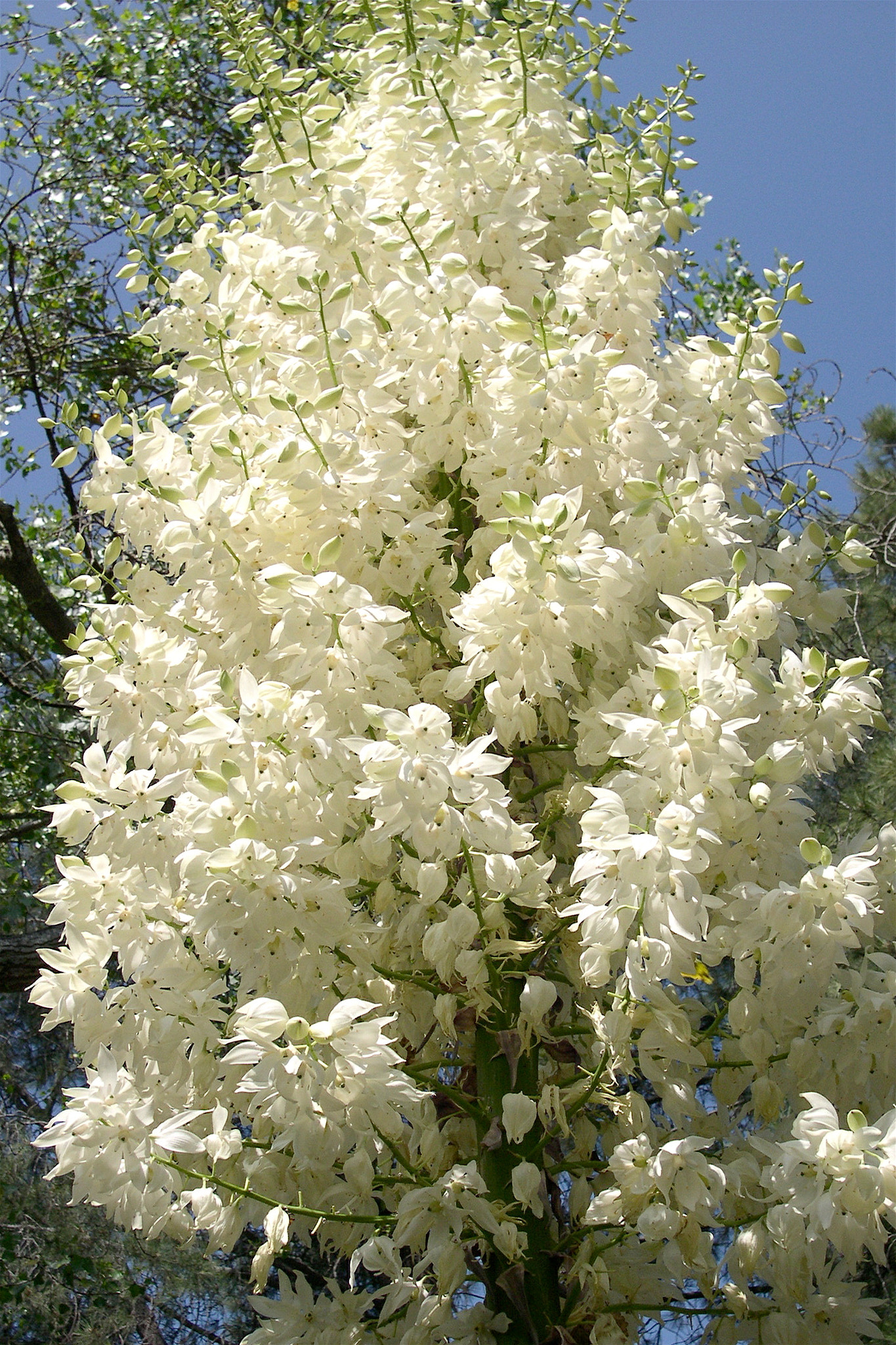 Nikon E4300 sample photo. Yucca in bloom photography