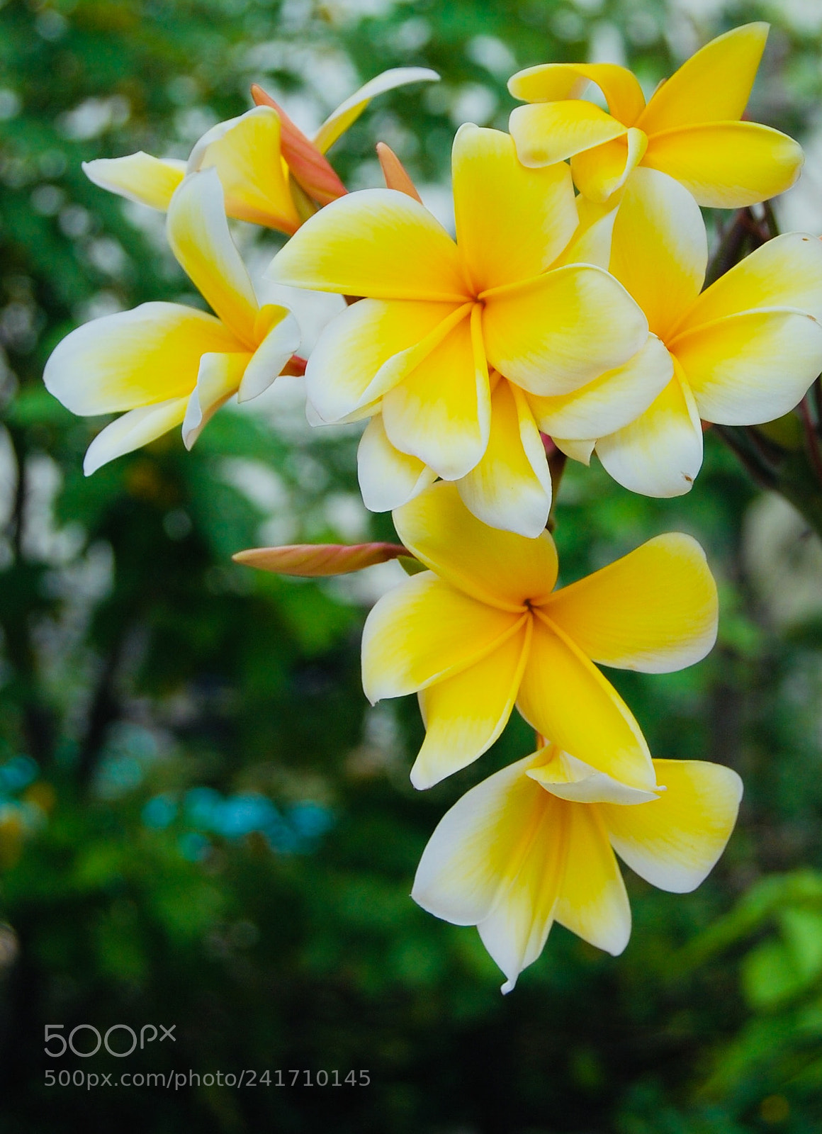 Nikon D40 sample photo. Tropical flora photography