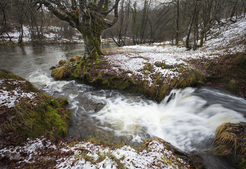 Canon EOS-1Ds Mark III sample photo. Beech surrounded photography