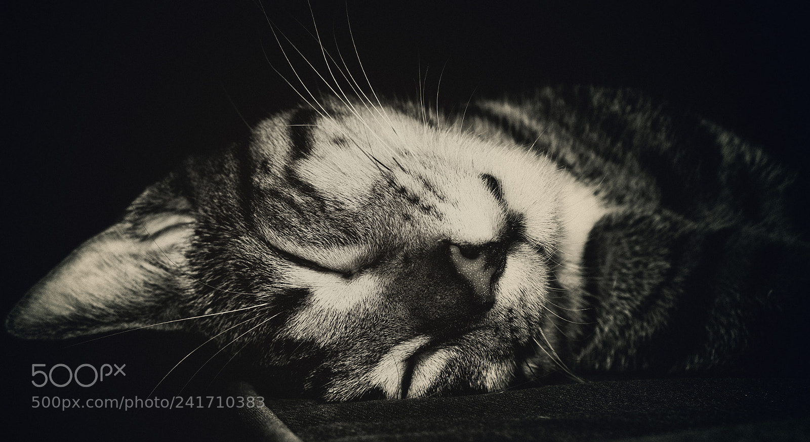 Nikon D3100 sample photo. My cat is sleeping photography