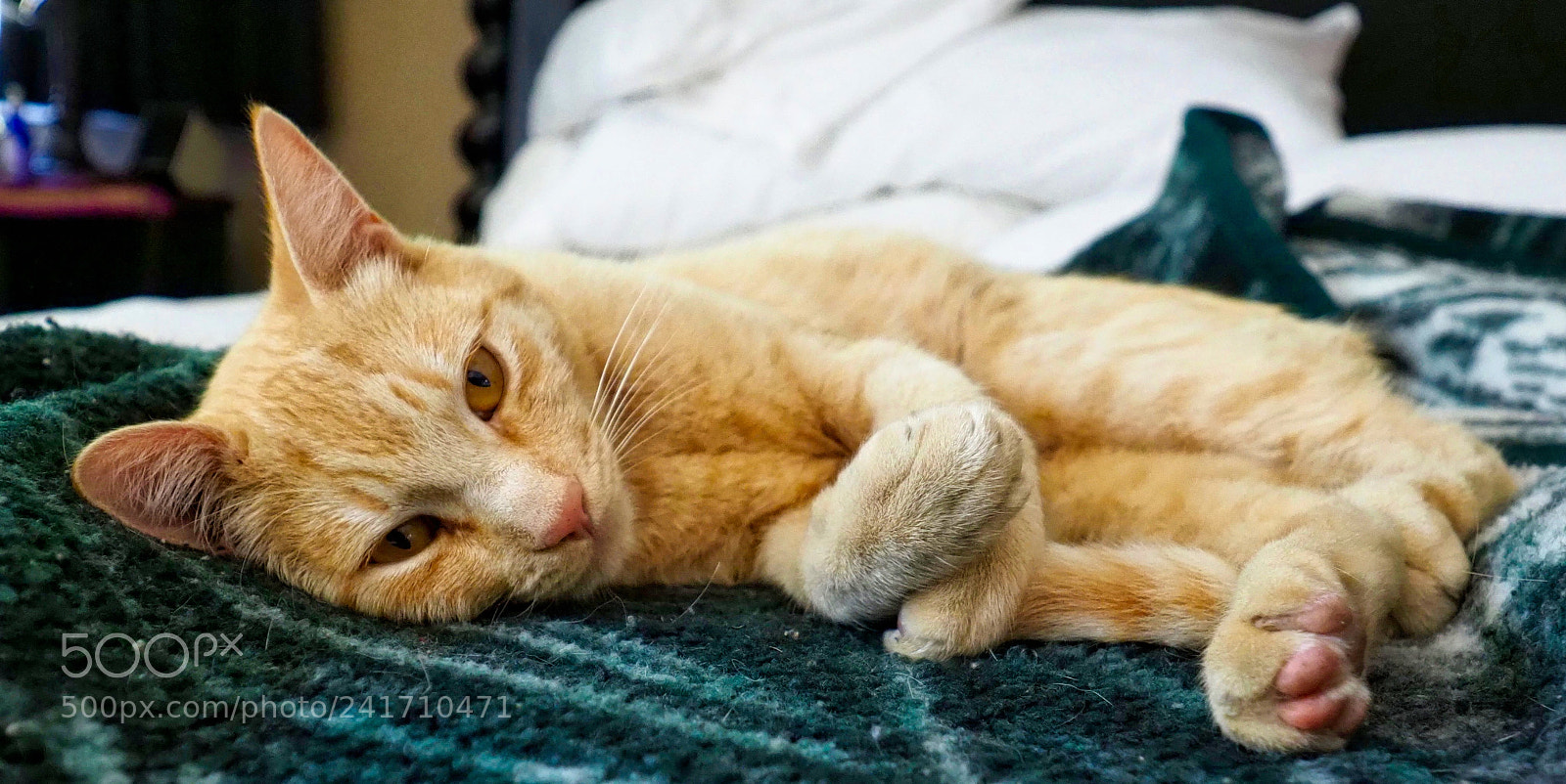 Olympus OM-D E-M1 Mark II sample photo. Olympus digital camera photography
