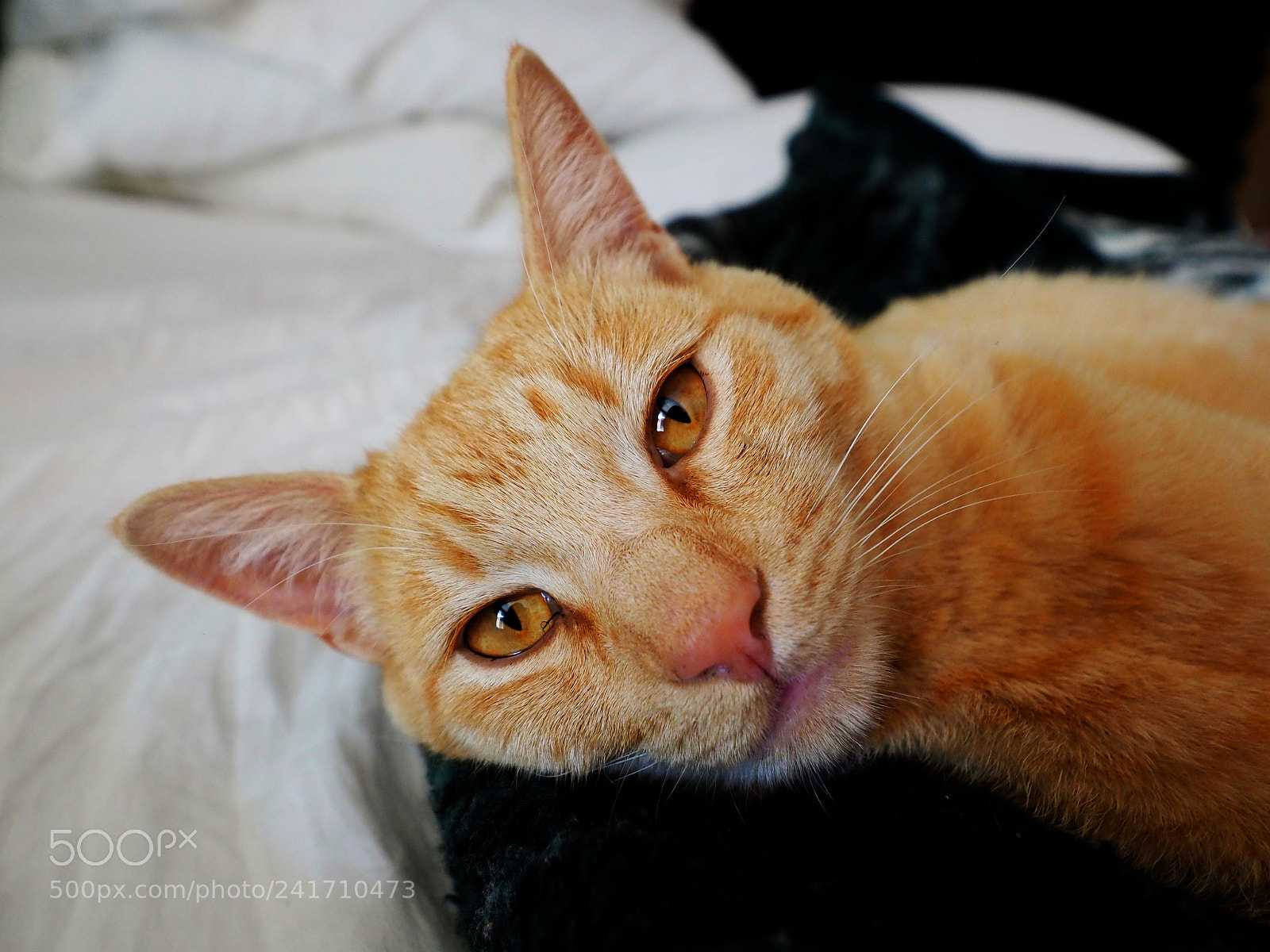 Olympus OM-D E-M1 Mark II sample photo. Olympus digital camera photography
