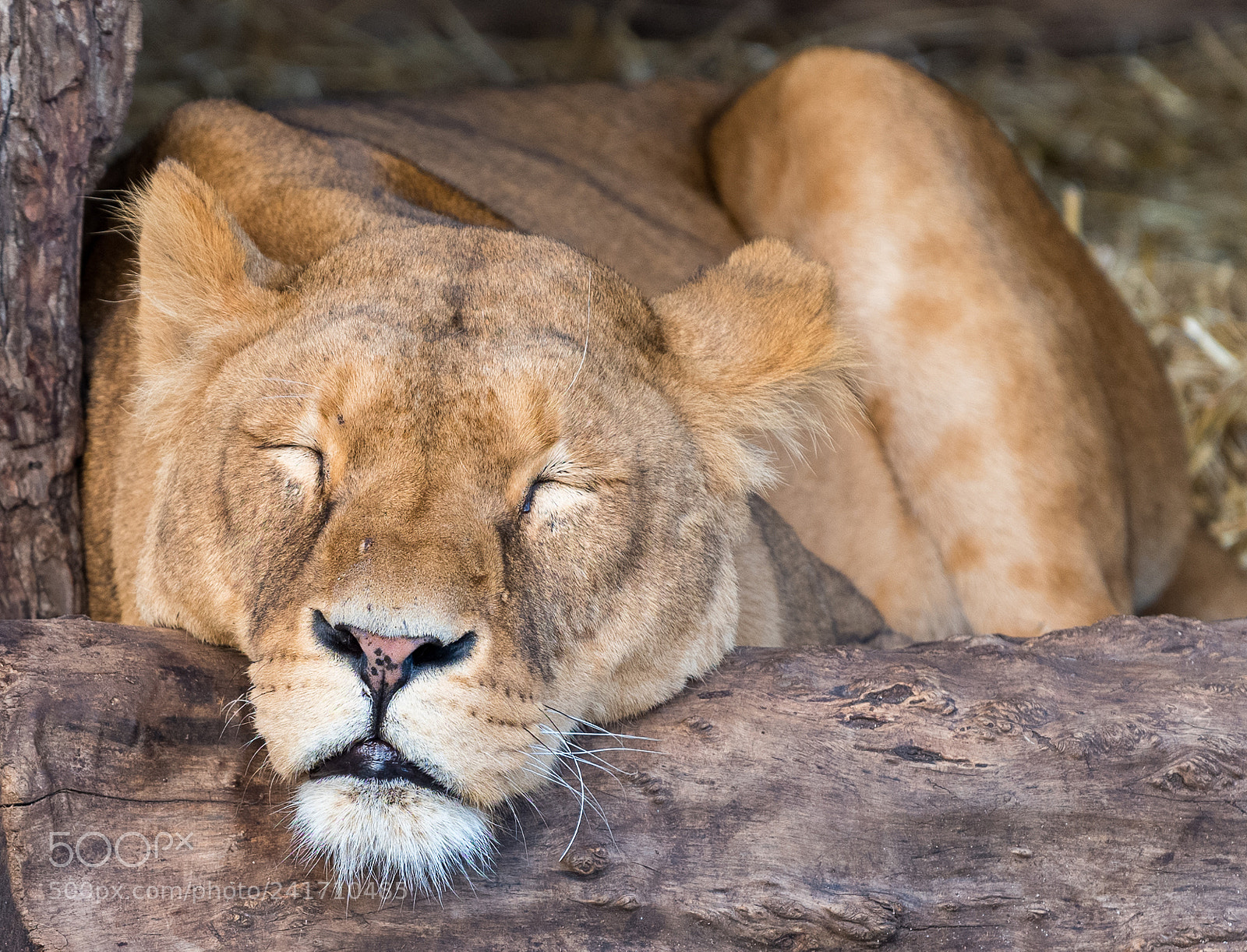 Nikon D810 sample photo. Power nap photography